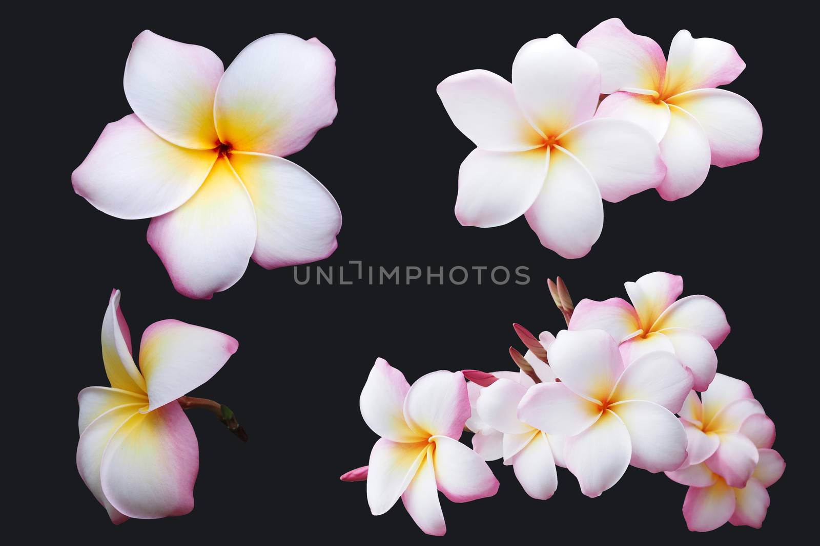 Set of Beautiful Plumeria Frangipan flowers with clipping path by kittima05