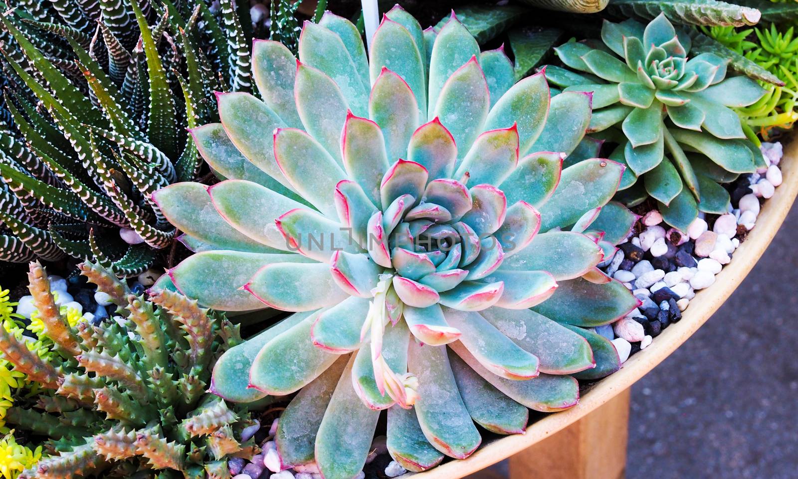 Close-up of tropical tree group with cactus and succulent plant. by kittima05