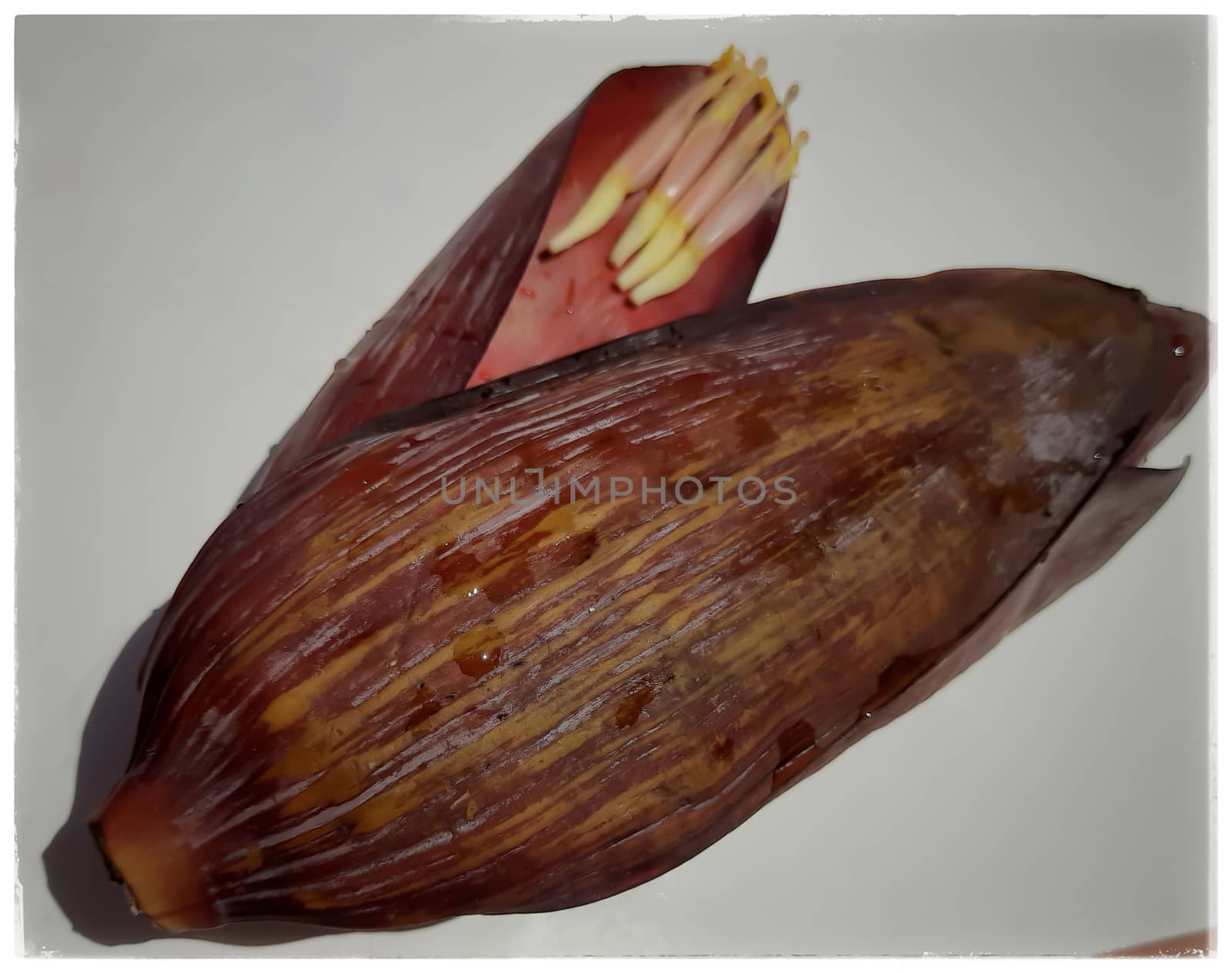 Banana flower with small flower inside placed beautifully in white paper controls diabetes cancer and heart disease supports menstrual health problem