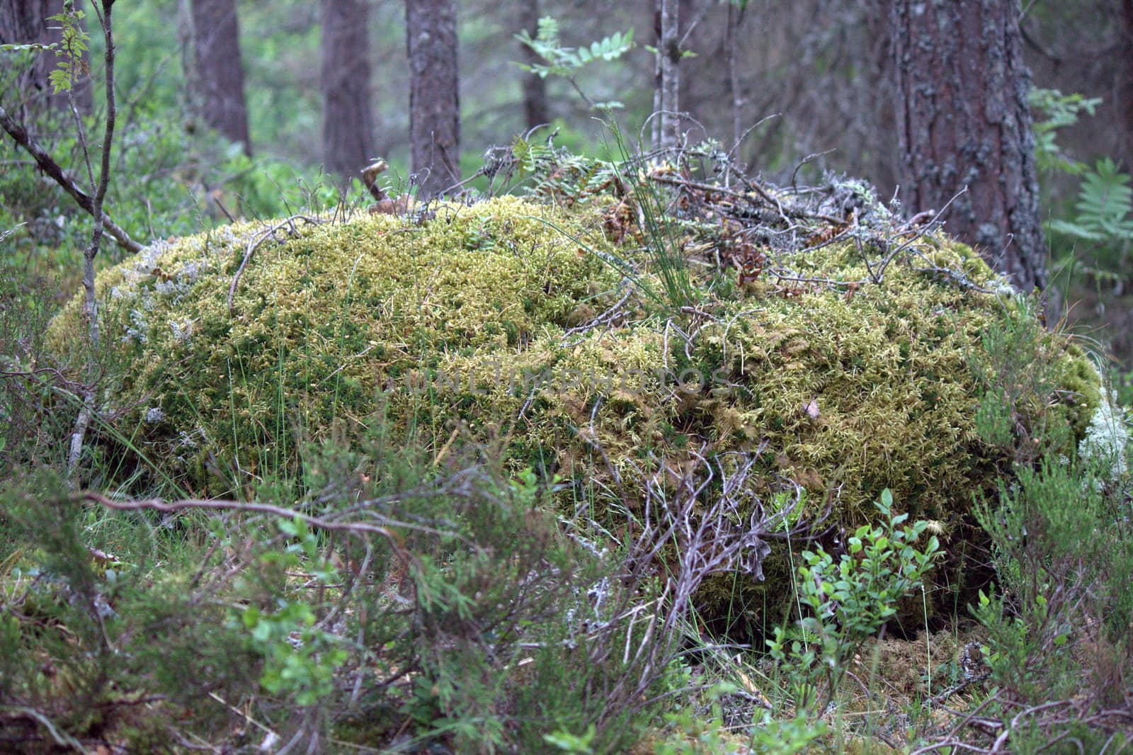 moss on an old stone