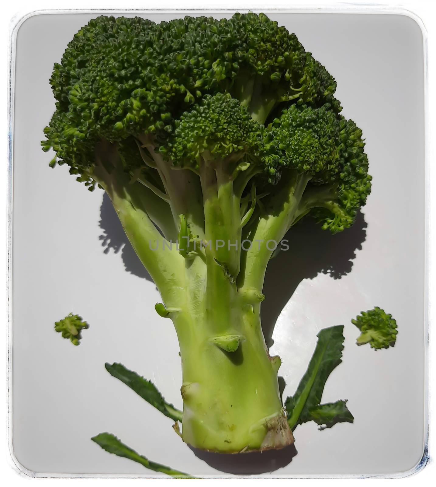 Fresh green broccoli looks like small tree shadows reflected beautifully in white plate and it helps to treat types of cancer rich in vitamin C Vitamin A Vitamin B and supports health brain function