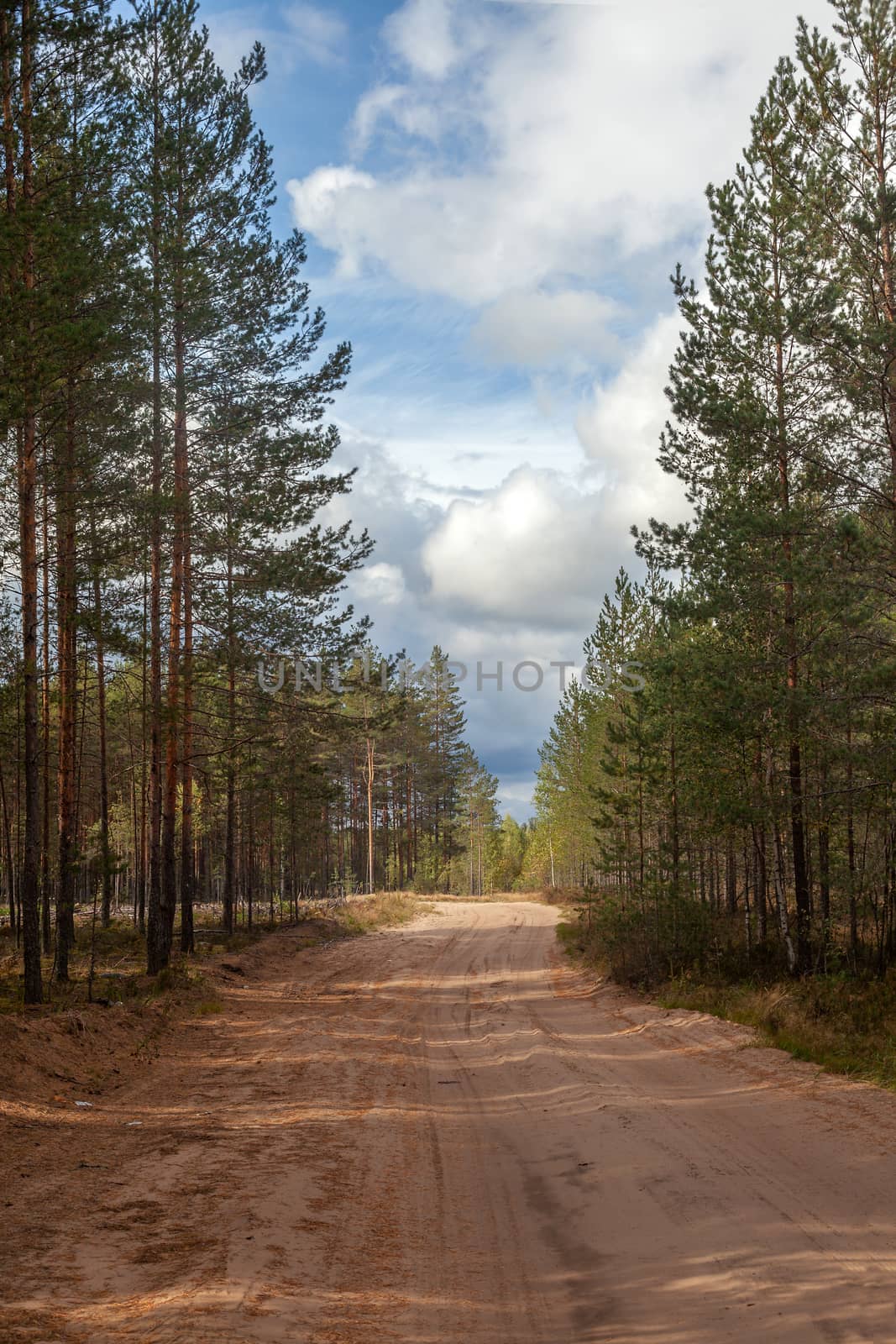 Sandy road in the pine forest at the summer