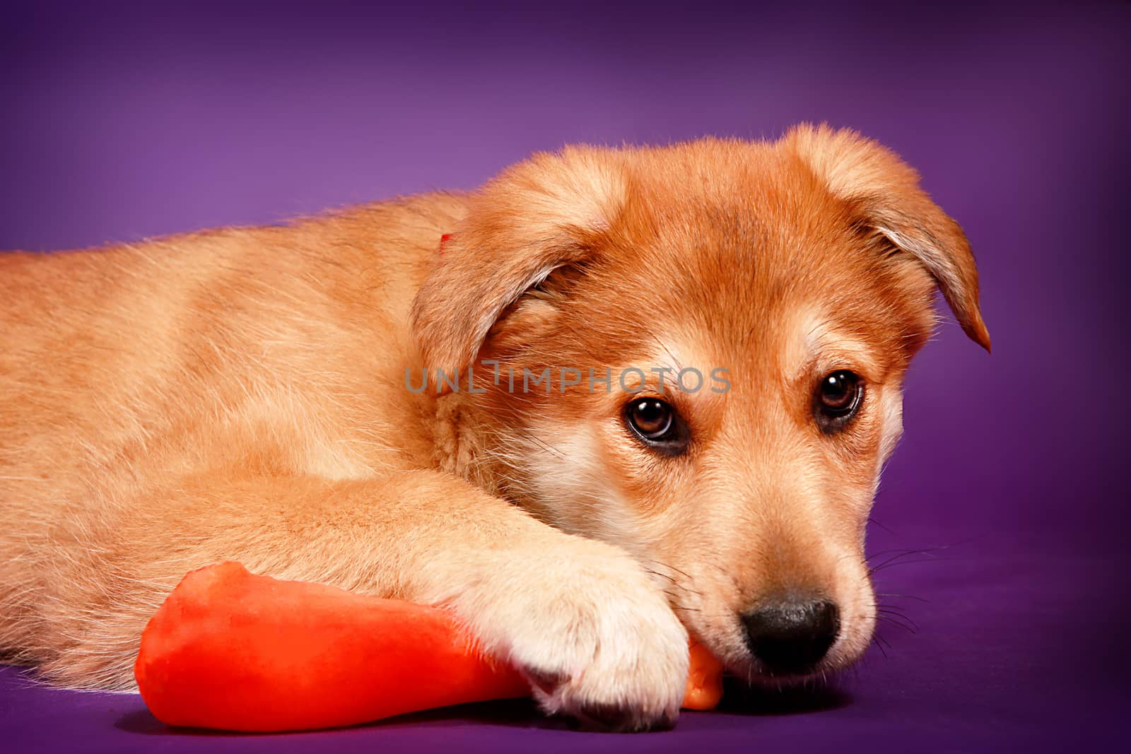 Puppy holds paw a red toy on a purple background