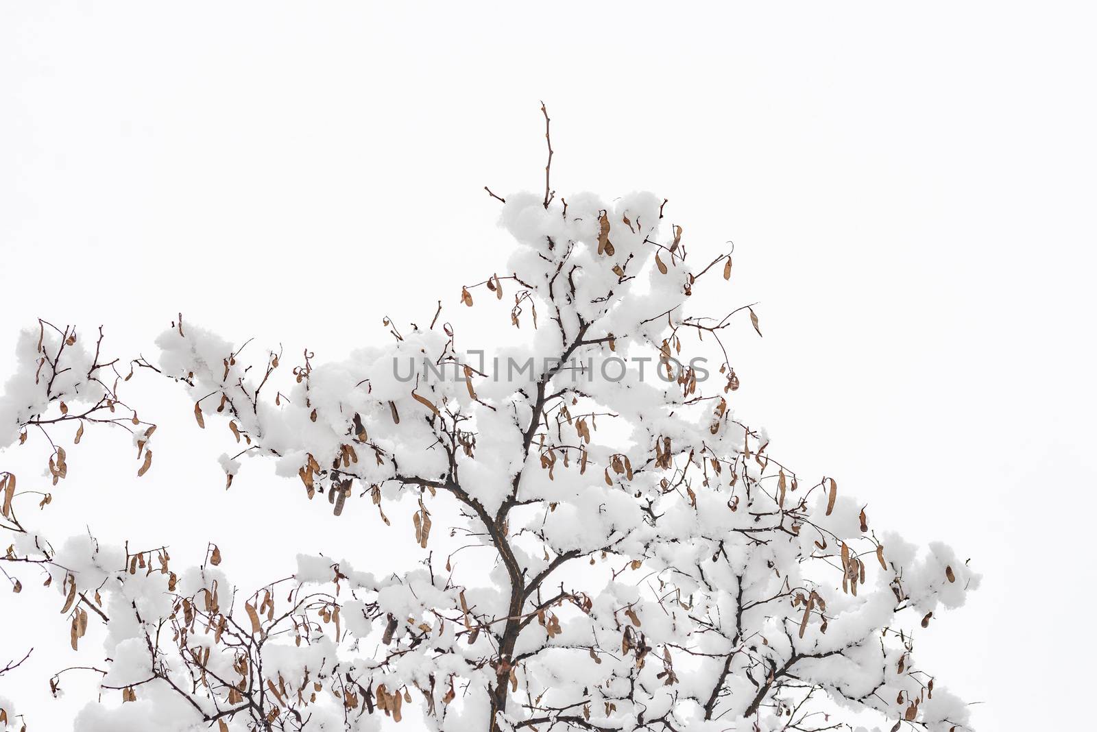 Closeup of an acacia branch with dry pods covered by fresh snow on it during the cold winter