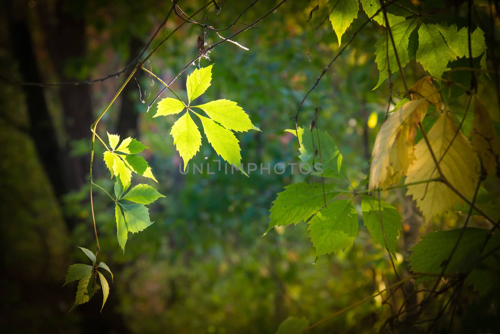 Virginia Creeper leaves illuminated by a sunbeam in dark woods in autumn