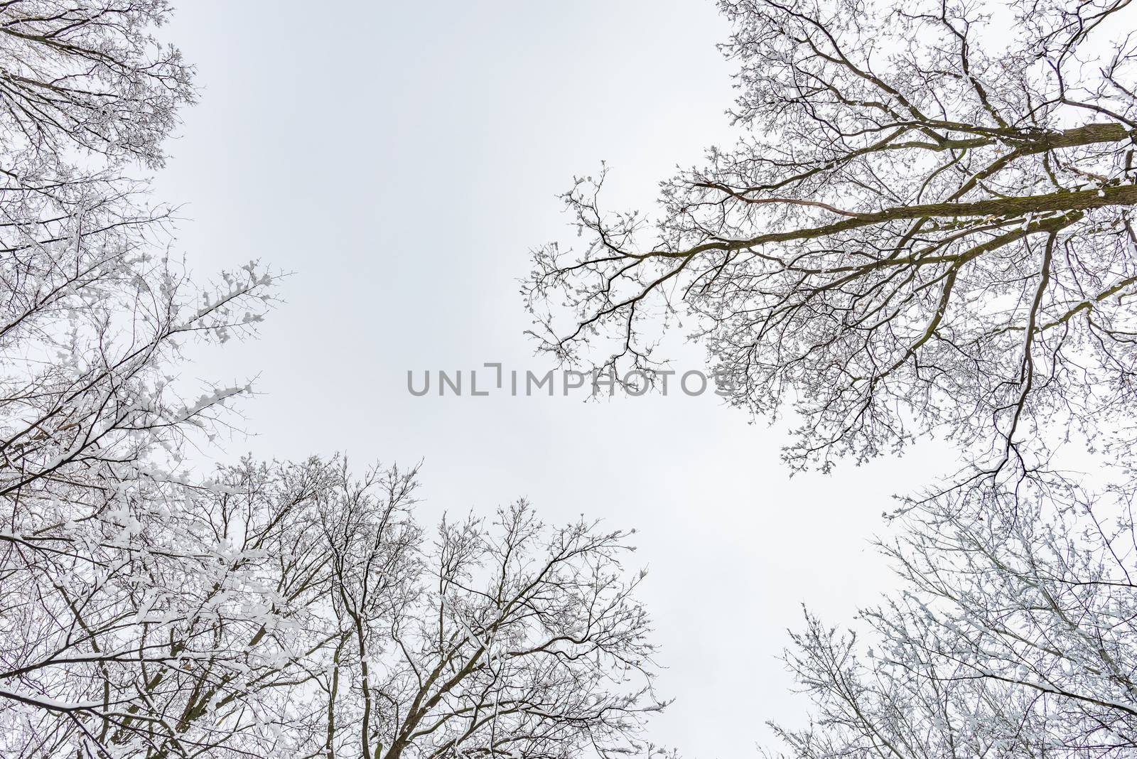 Looking up at the sky through  willows and poplars trees fcovered by snow during a cold and icy winter winter