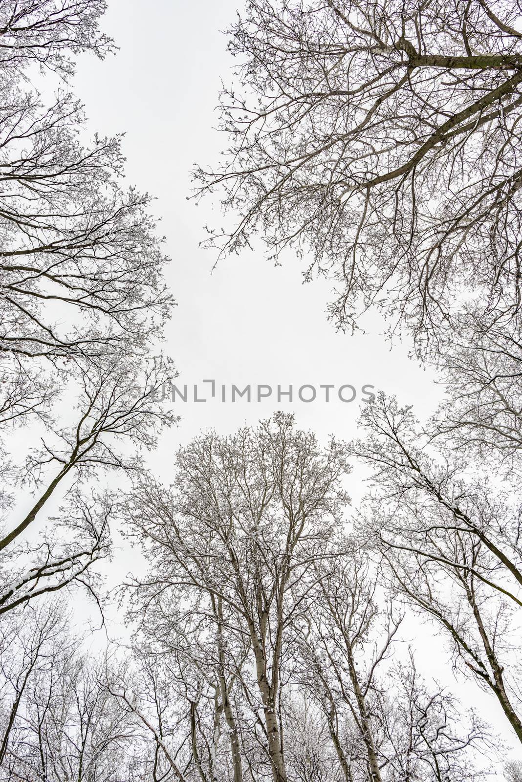 Looking up at the sky through  willows and poplars trees fcovered by snow during a cold and icy winter winter