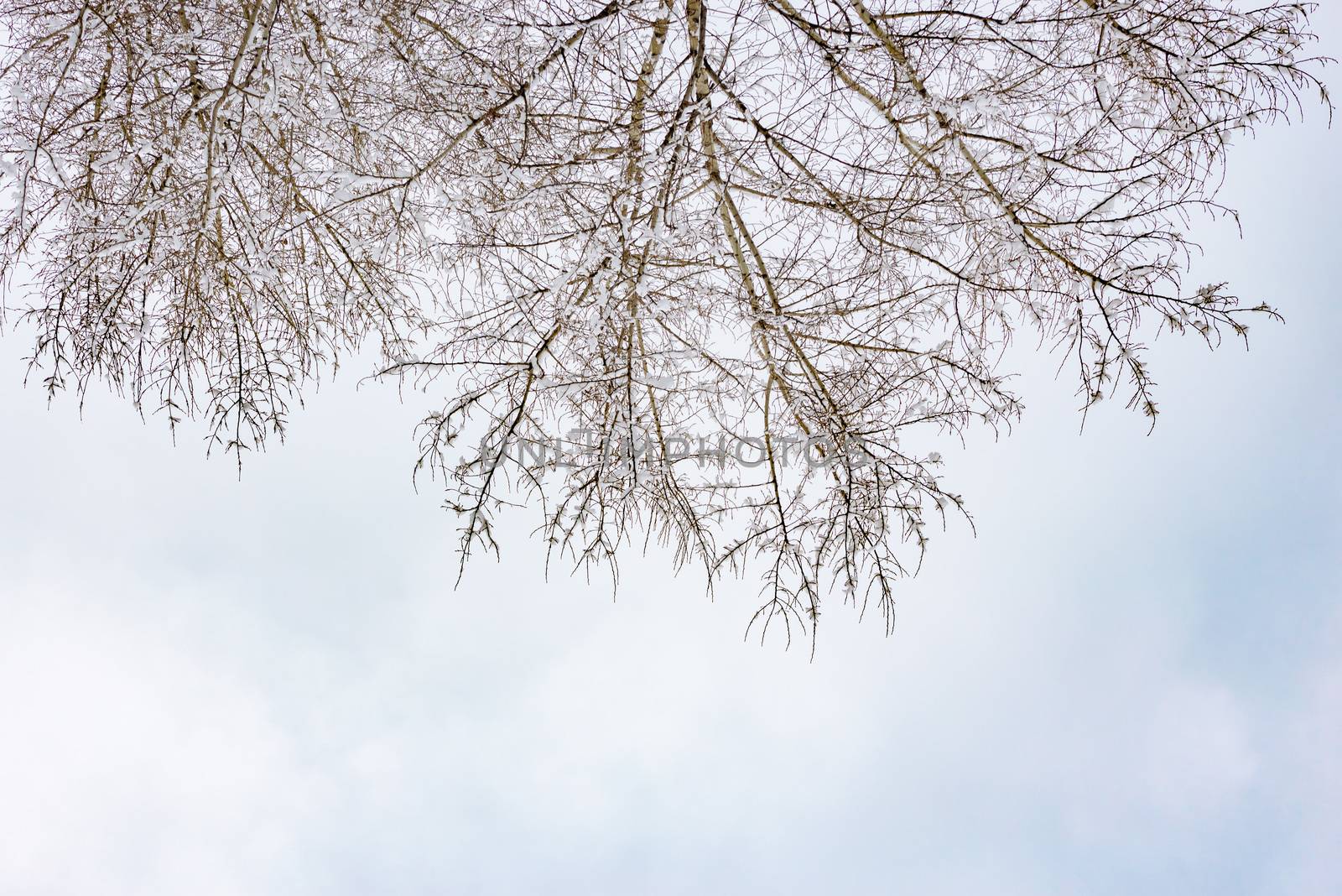 Looking up at the sky through  willows and poplars trees fcovered by snow during a cold and icy winter winter