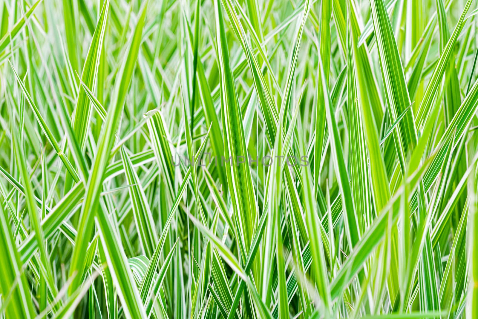 Green and white Phalaris arundinacea leaves, also known as reed canary grass and gardener's garters, growing in a park at the beginning of spring, in Kiev, Ukraine