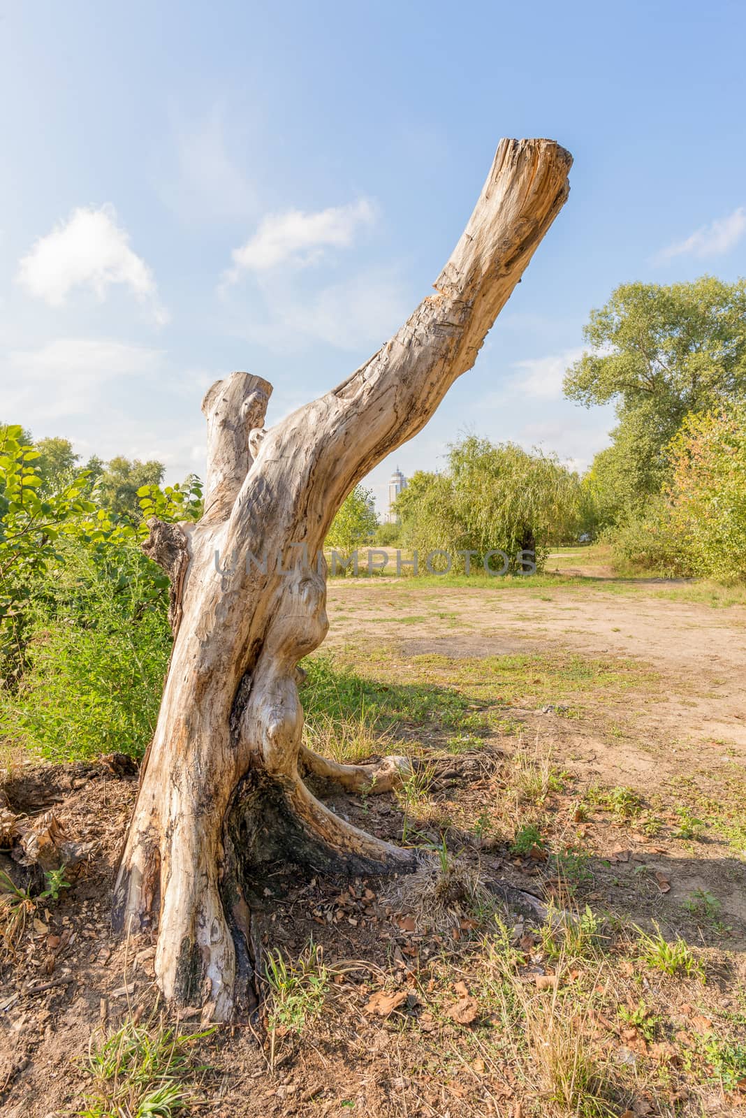 A Stripped tree trunk appears like a modern sculpture