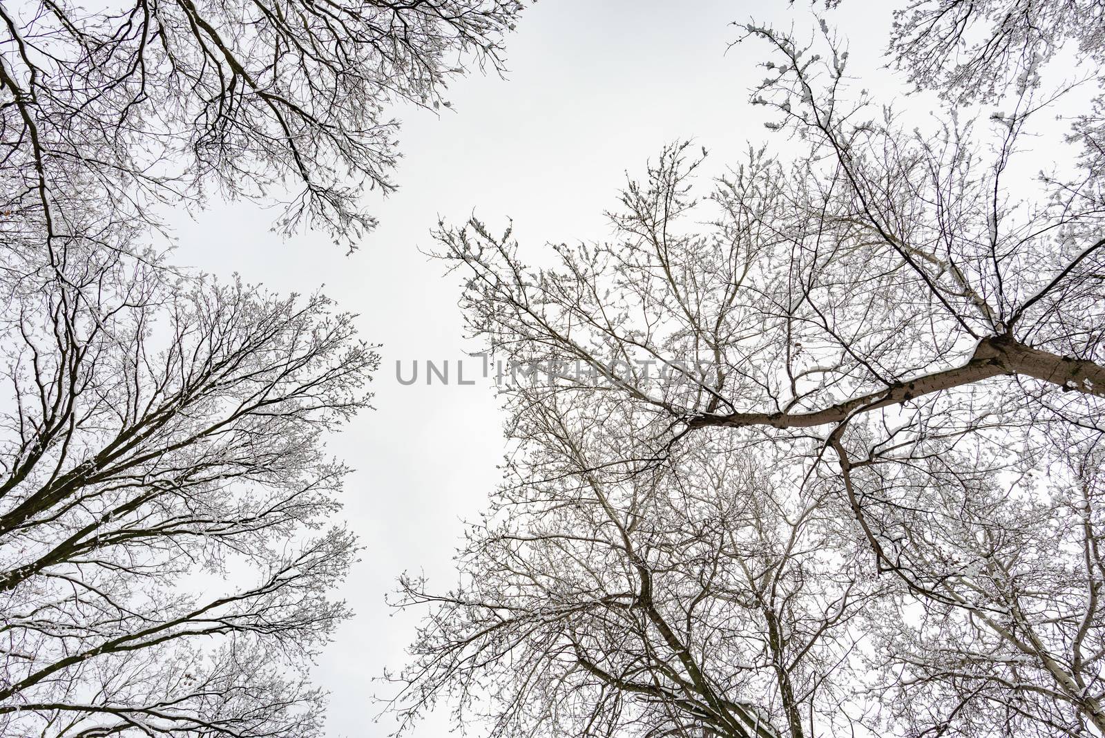 Forest And Sky With Trees Covered By Snow In Winter by MaxalTamor