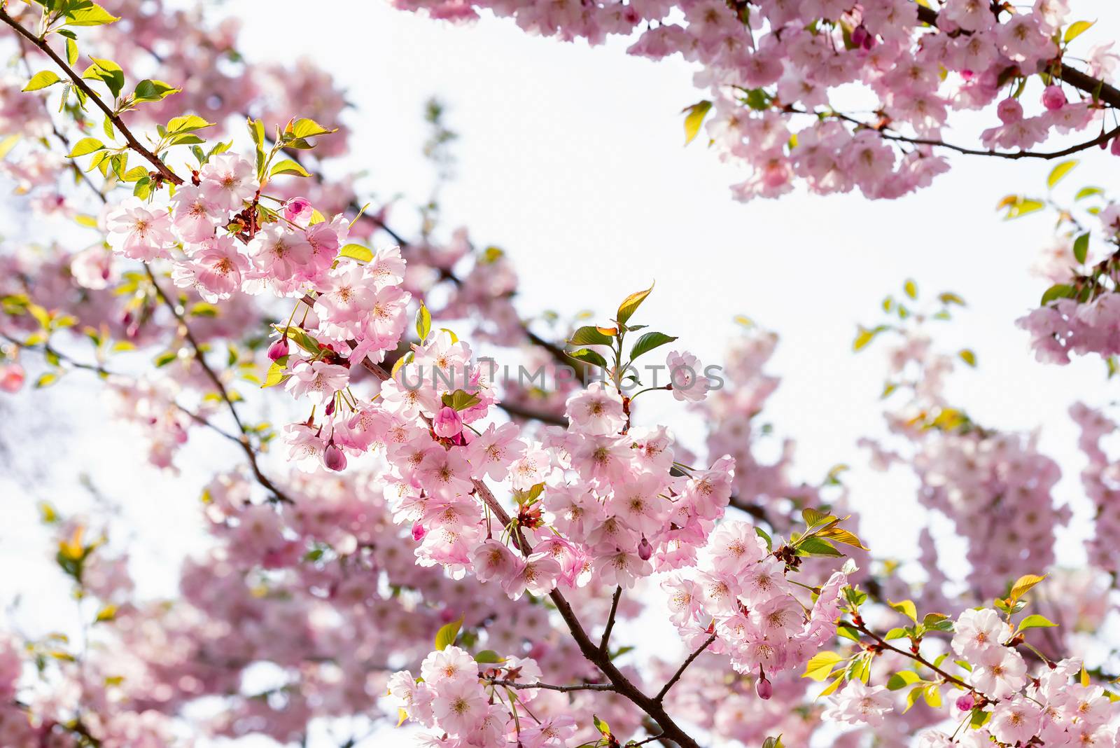 Nice pink Japanese Cherry Blossom flowers, Sakura, under the warm spring sun