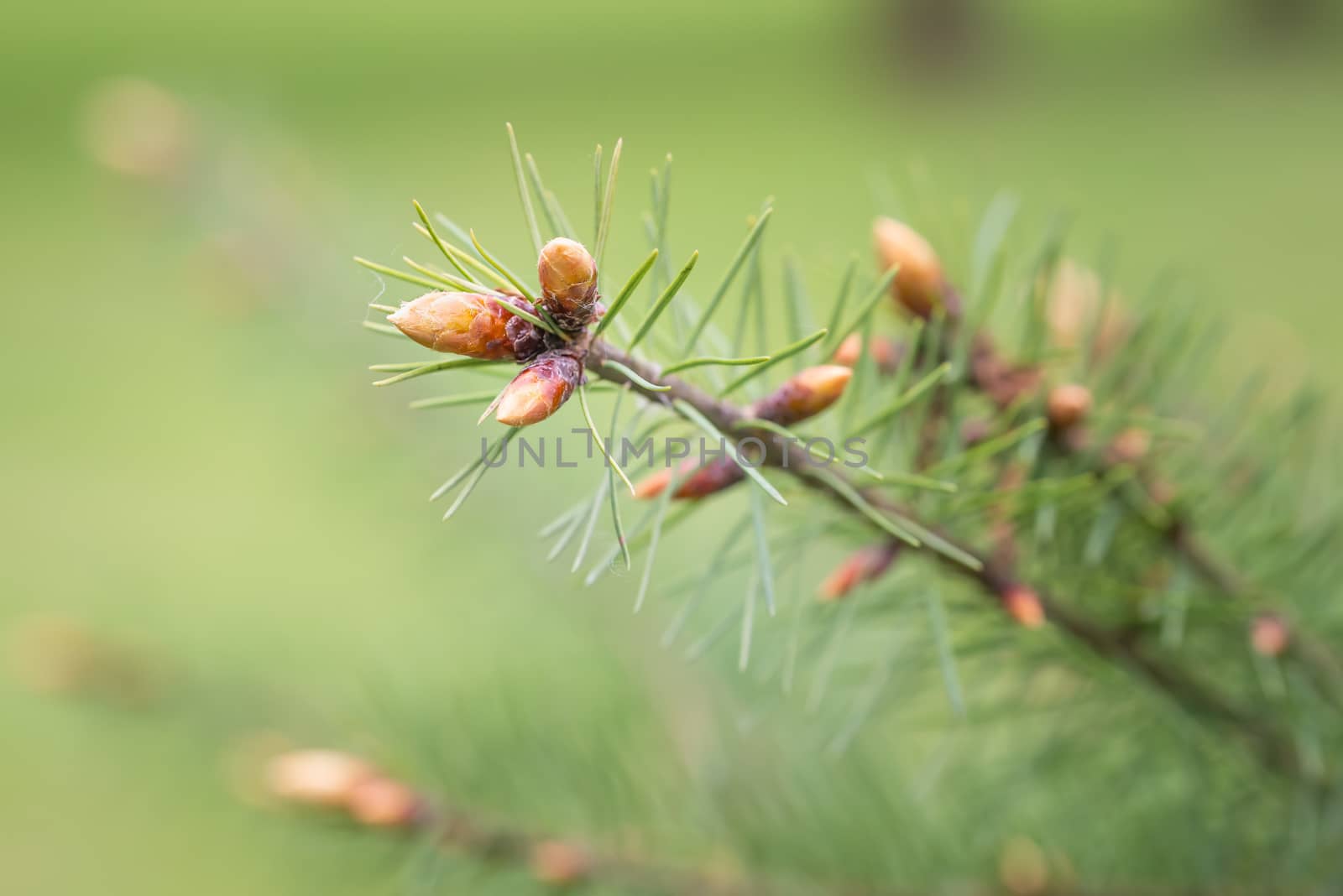 Fir buds and needles in early spring, on a blurred background