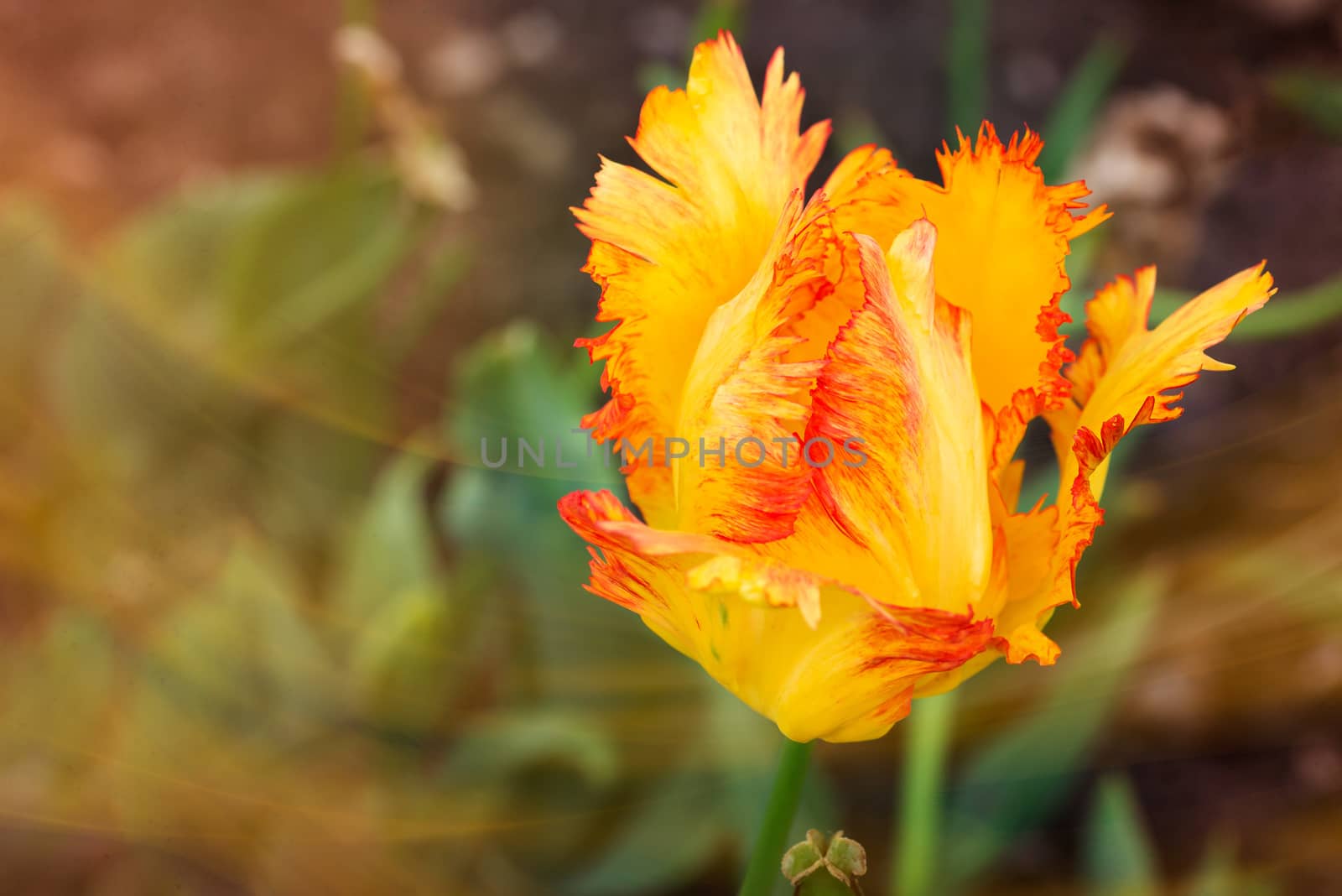 Yellow and Orange Fringed Tulip in the Garden by MaxalTamor