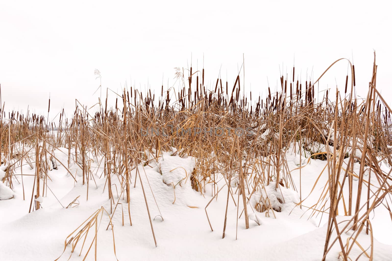 Dry Typha Latifolia Flowers, also called Cattails by MaxalTamor