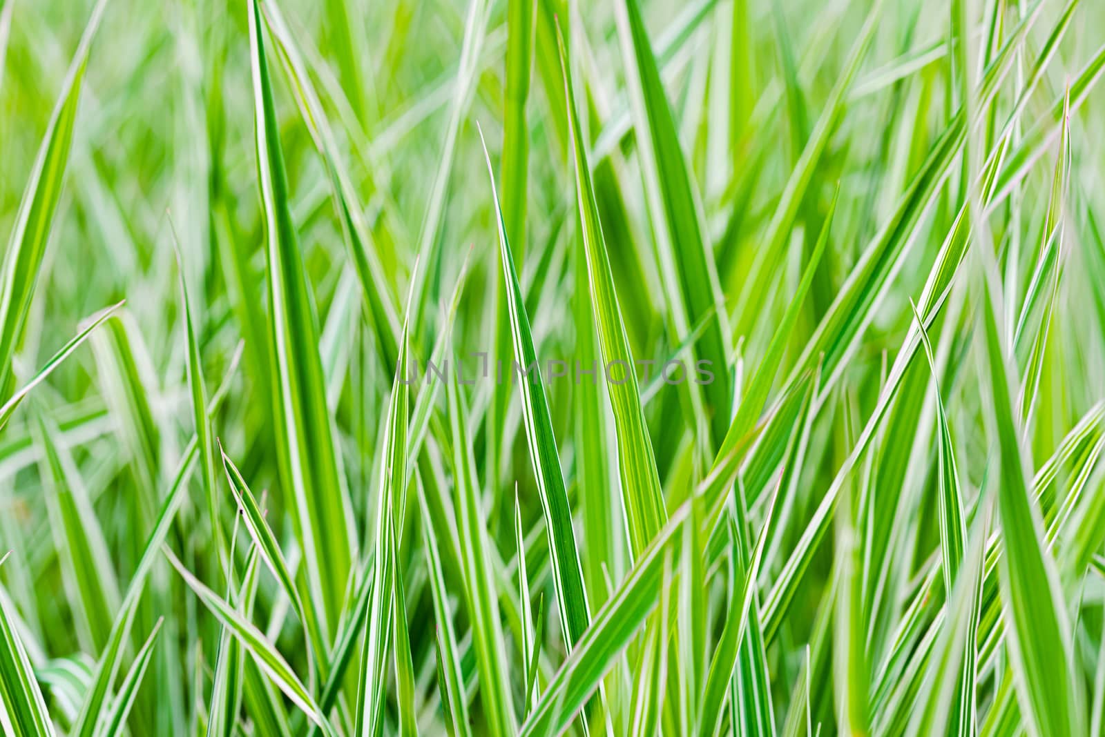 Green and white Phalaris arundinacea leaves, also known as reed canary grass and gardener's garters, growing in a park at the beginning of spring, in Kiev, Ukraine