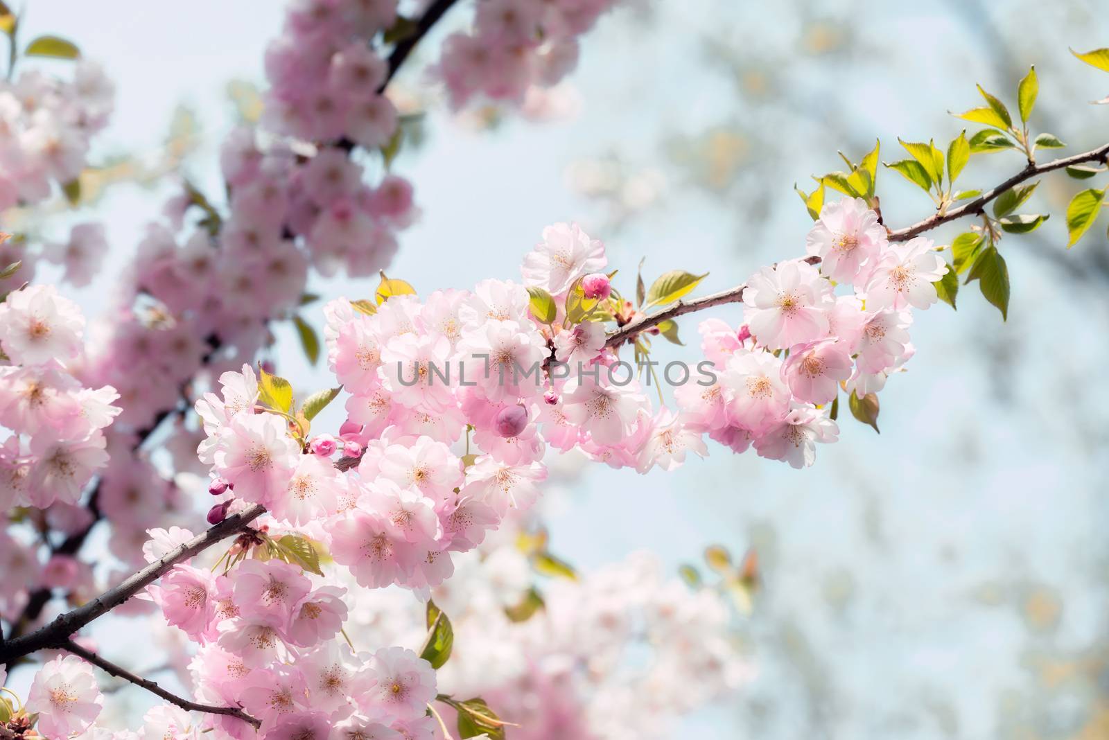 Nice pink Cherry Blossom flowers under the warm spring sun, in a dreamy atmosphere