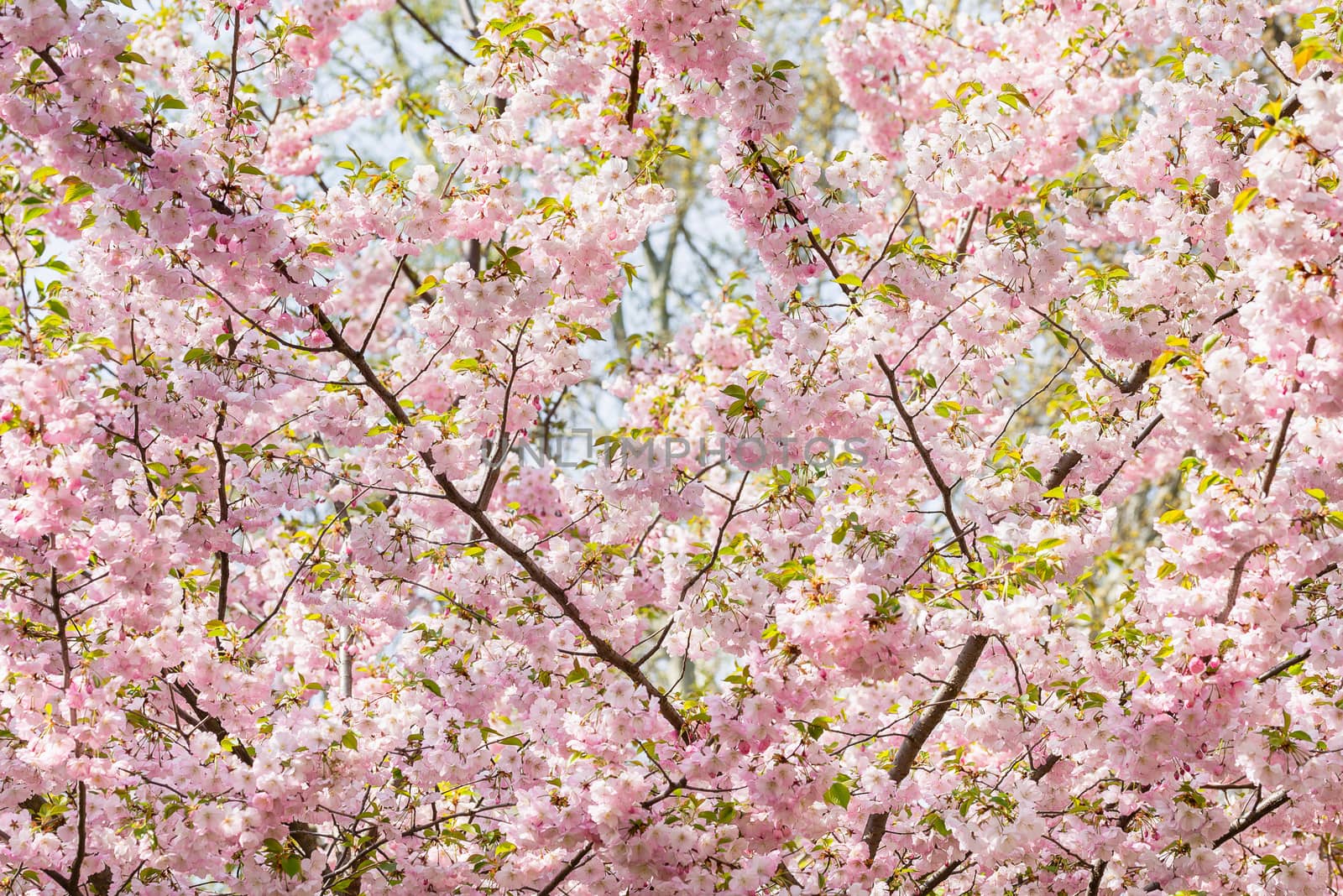 Nice pink Cherry Blossom flowers under the warm spring sun