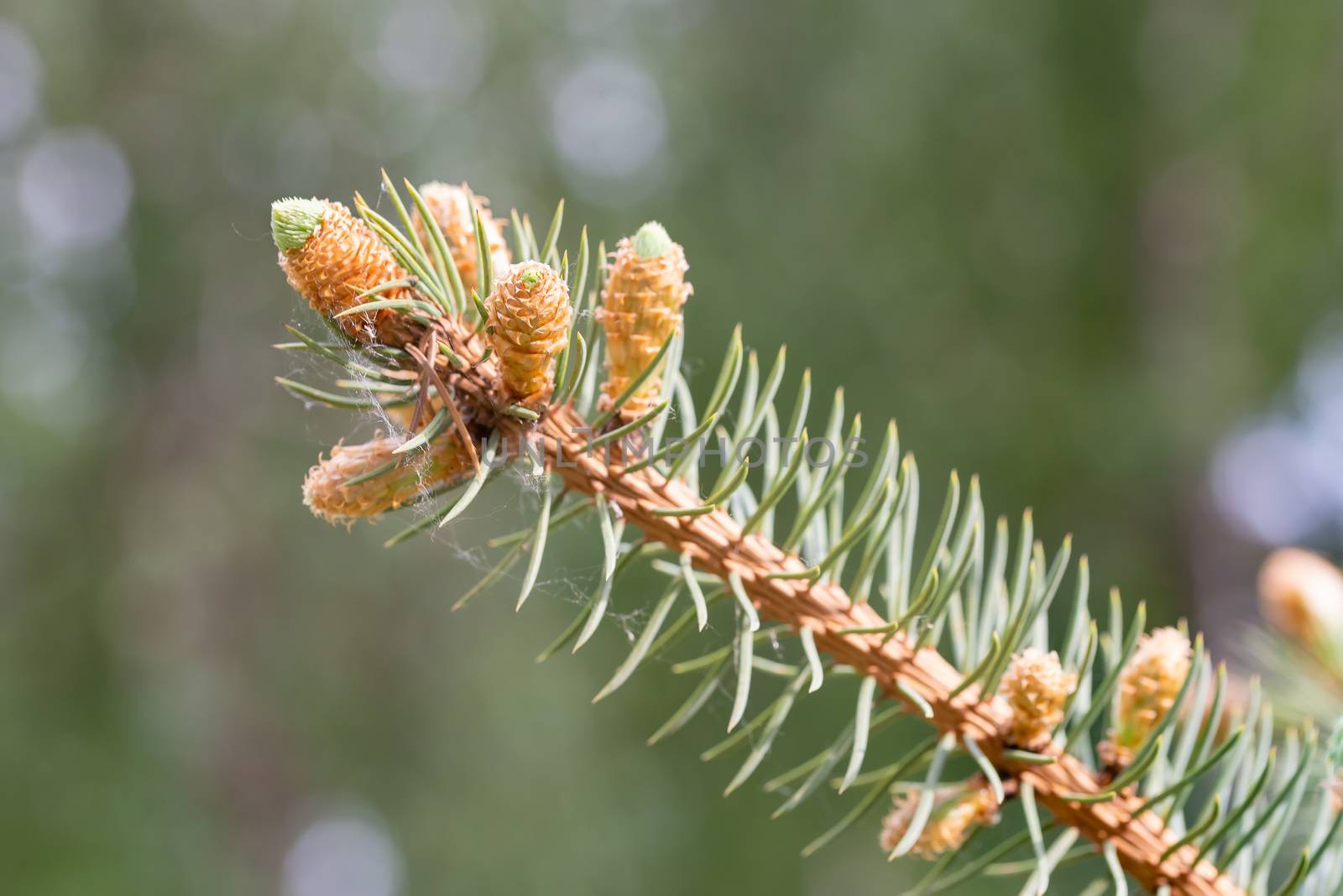 Macro photo of Picea Pungens 'Glauca',  Blue Spruce Buds at the beginning of spring