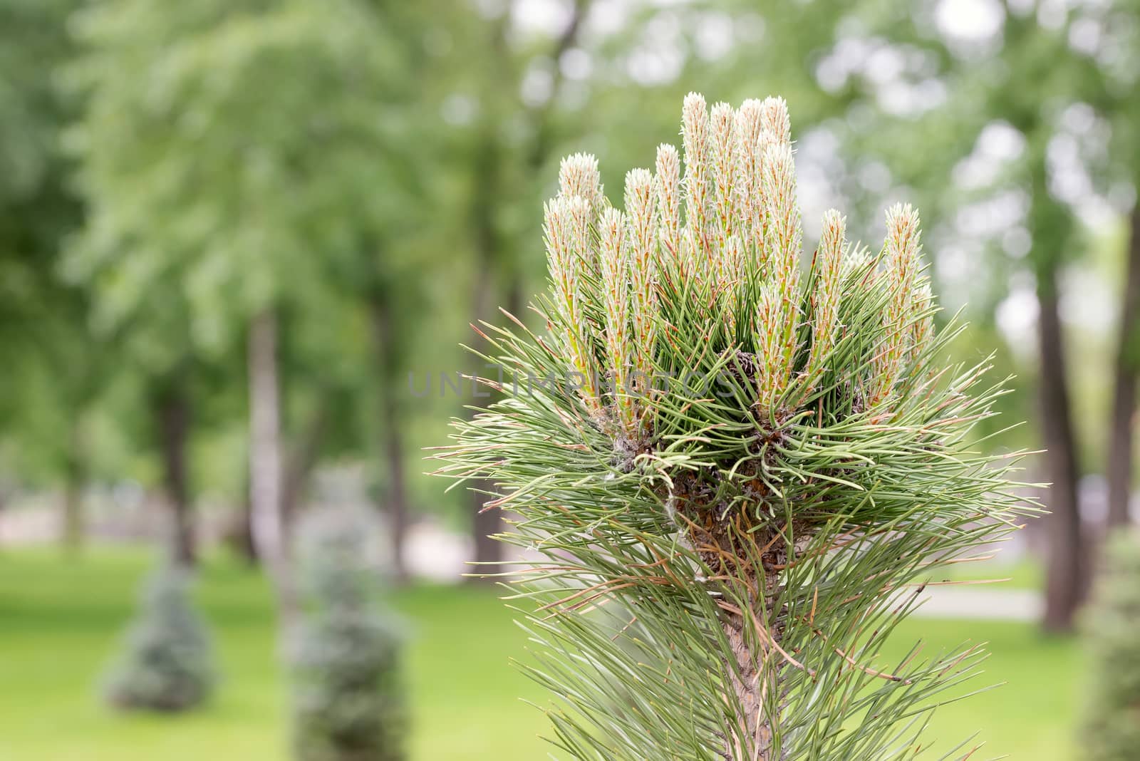 Pinus Silvestris, pine tree, female flower under the warm sun during the spring season. (Selective focus)