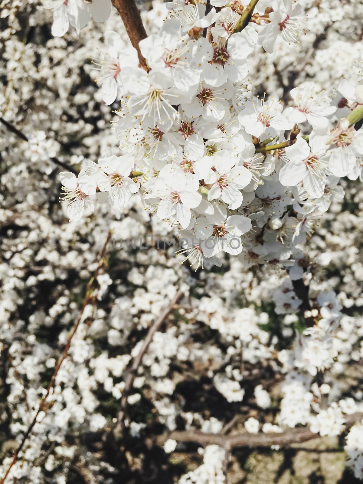 Blooming apple tree flowers in spring as floral background by Anneleven