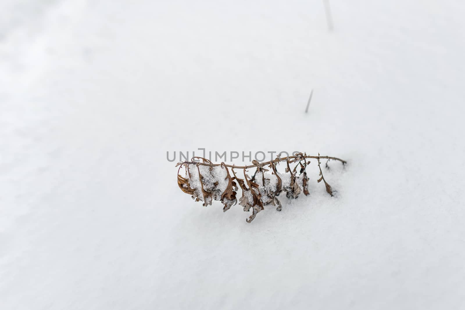 A dry plant emerges from the snow during the cold winter