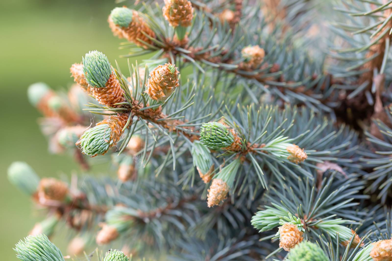 Macro photo of Picea Pungens 'Glauca',  Blue Spruce Buds at the beginning of spring