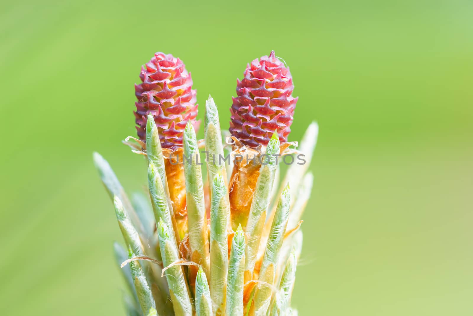 Pinus Silvestris, pine tree, red female flower under the warm sun during the spring season. (Focus stacking)