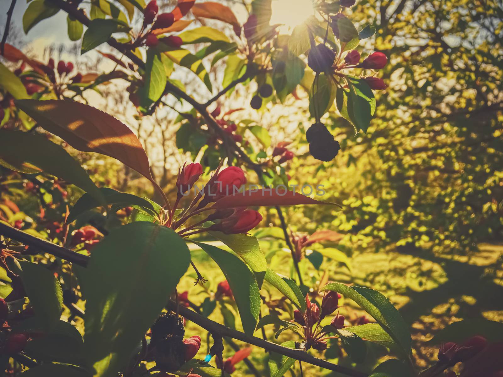 Red berries on tree at sunset in spring by Anneleven