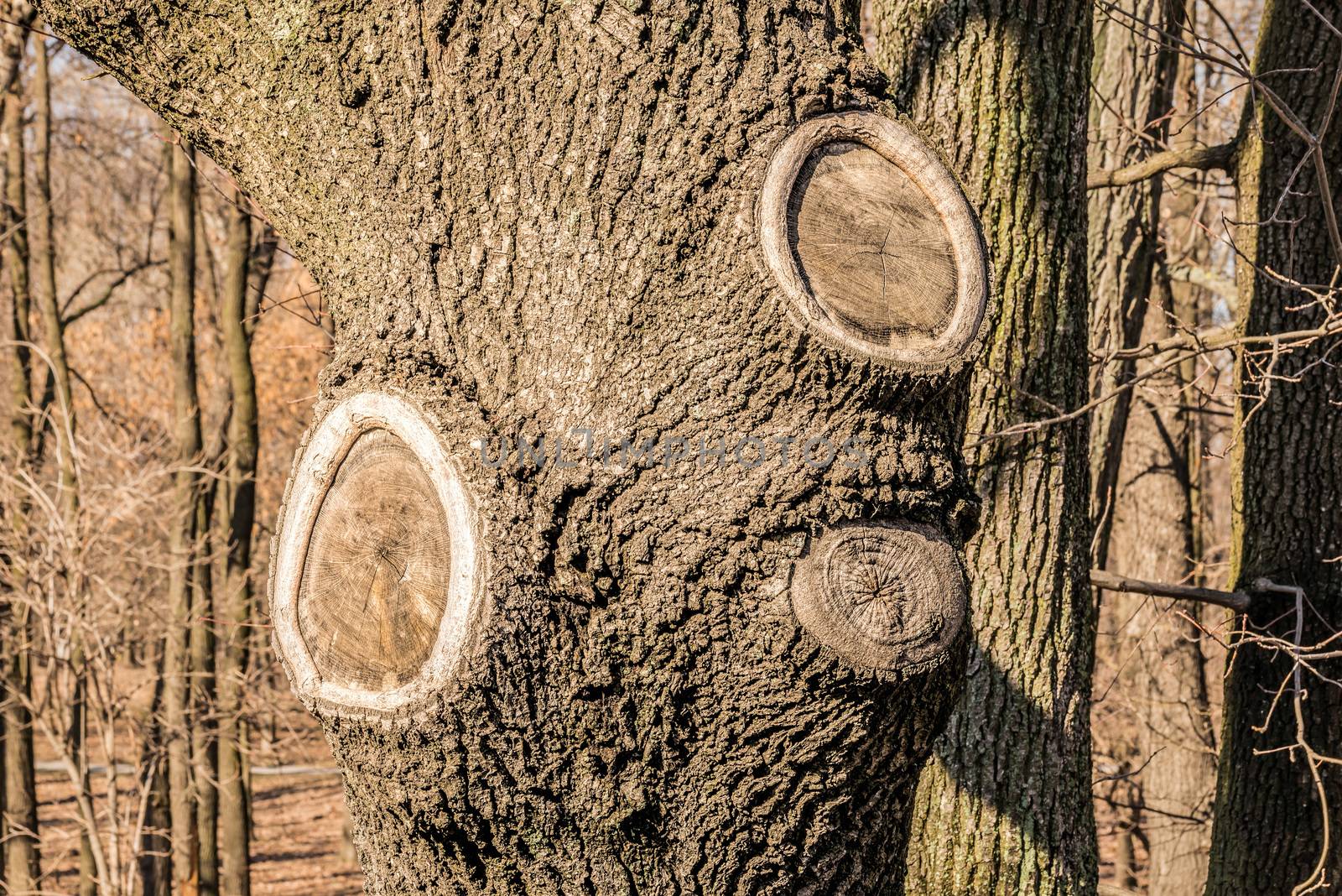 Tree scars by MaxalTamor