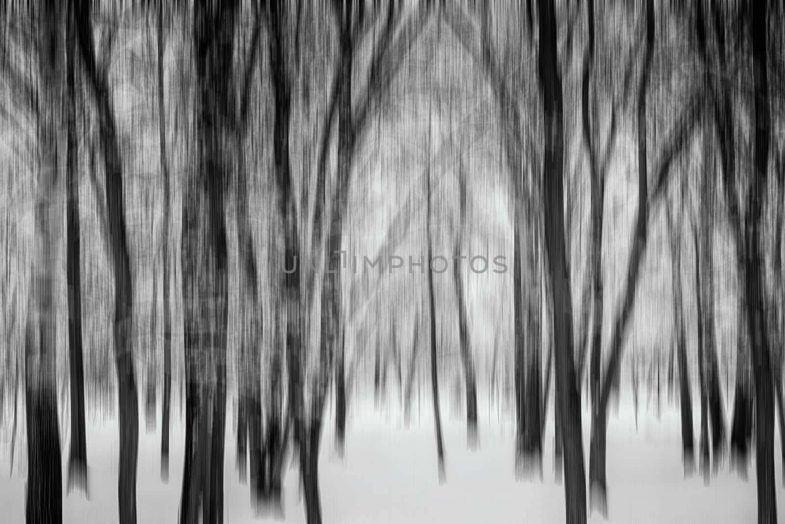 Motion blur effect of trees in a forest under the snow in winter