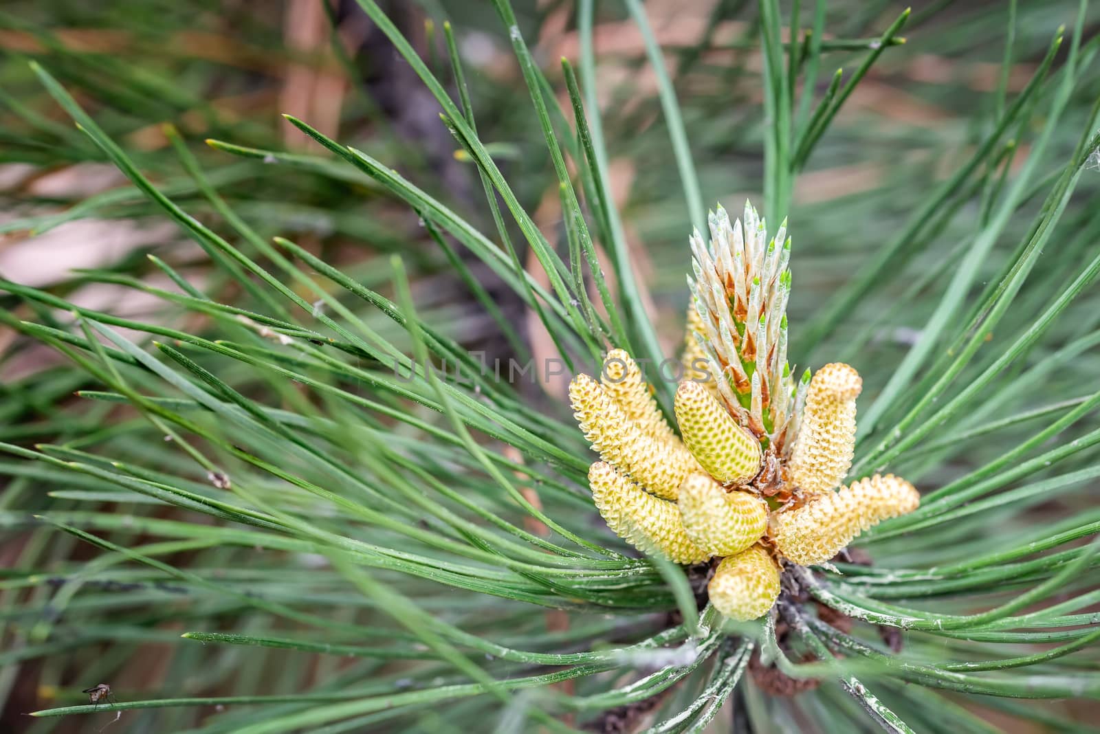 Pinus Silvestris, pine tree, male flower under the warm sun during the spring season. (Selective focus)