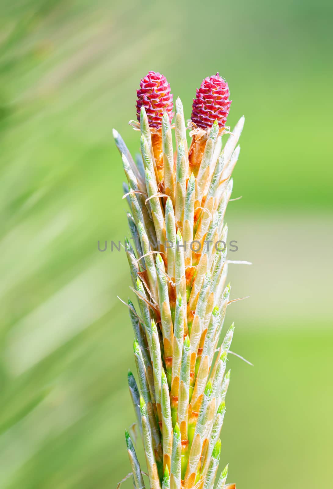 Pinus Silvestris, pine tree, red female flower under the warm sun during the spring season. (Focus stacking)