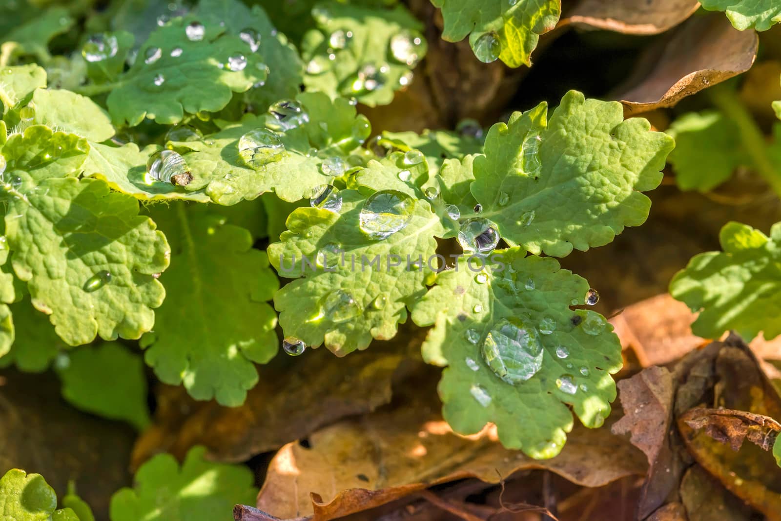 Chelidonium majus, also called greater celandine or tetterwort with rain drops in the forest