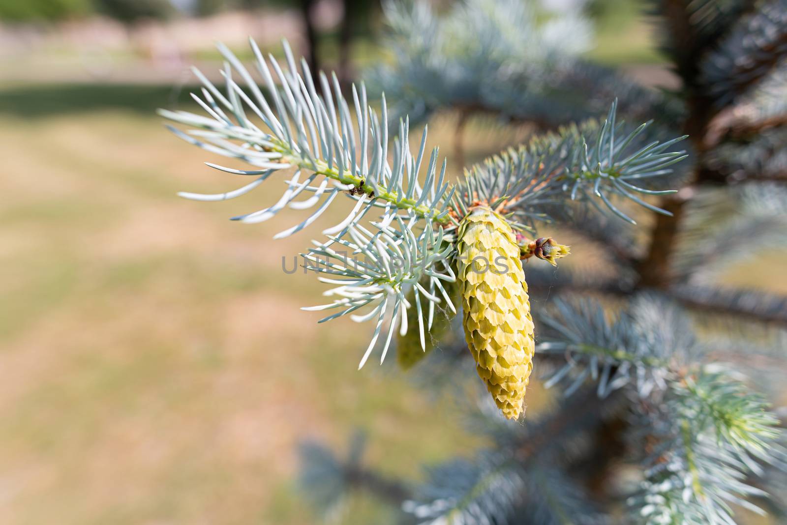 Blue spruce young cone by MaxalTamor