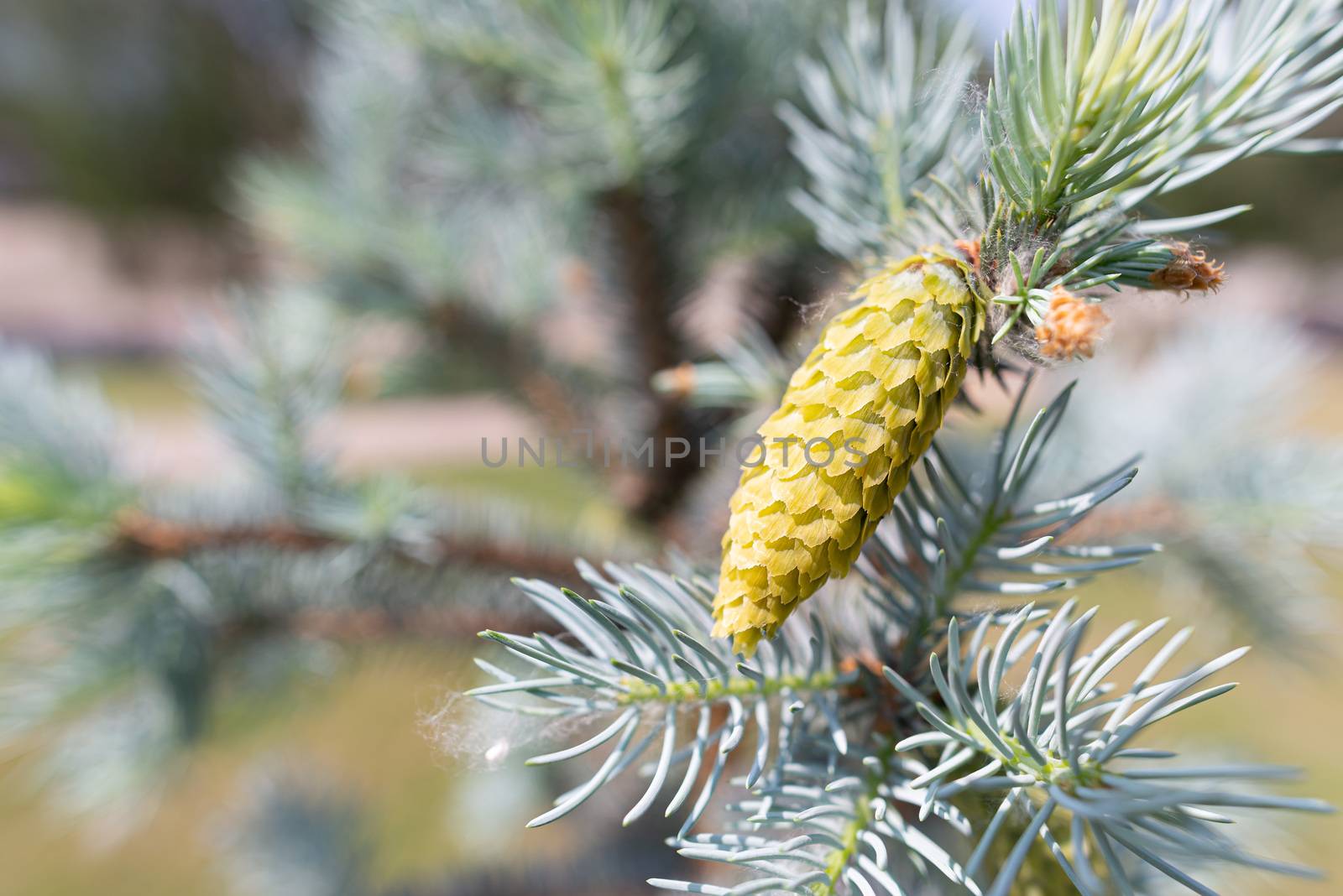 Picea Pungens 'Glauca',  Blue Spruce, young cone, under the soft spring sun