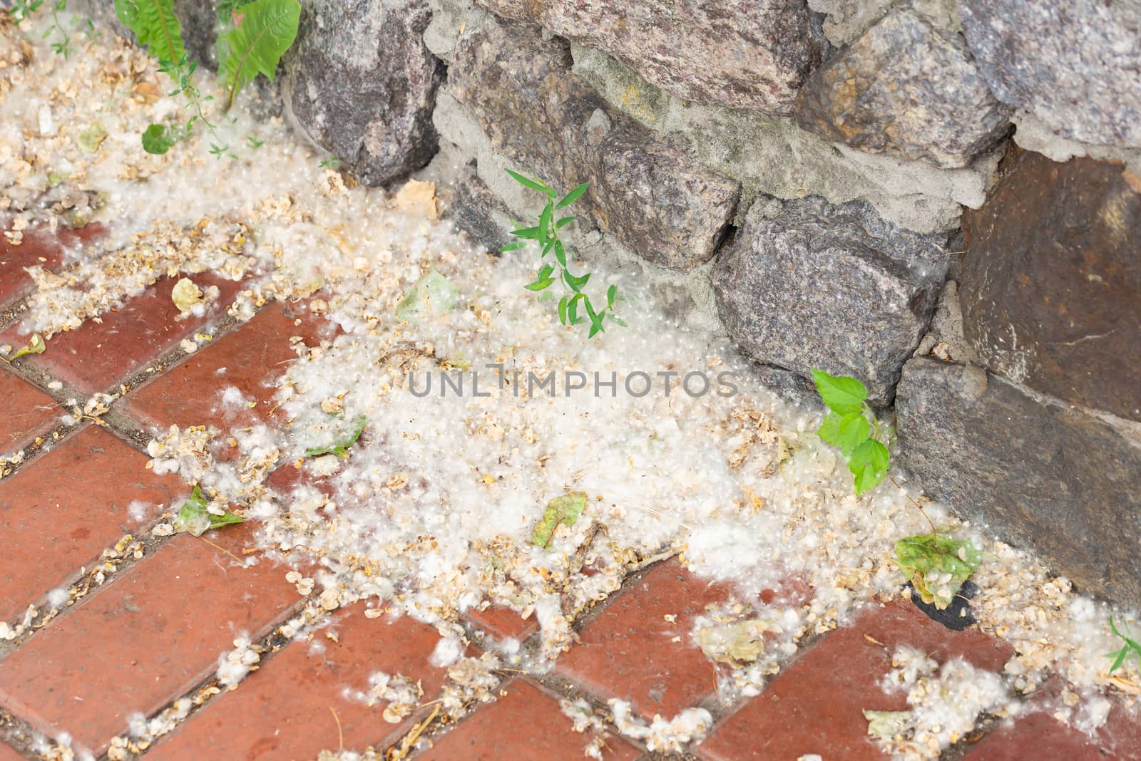 Poplar seeds trapped by the wind in an angle of wall