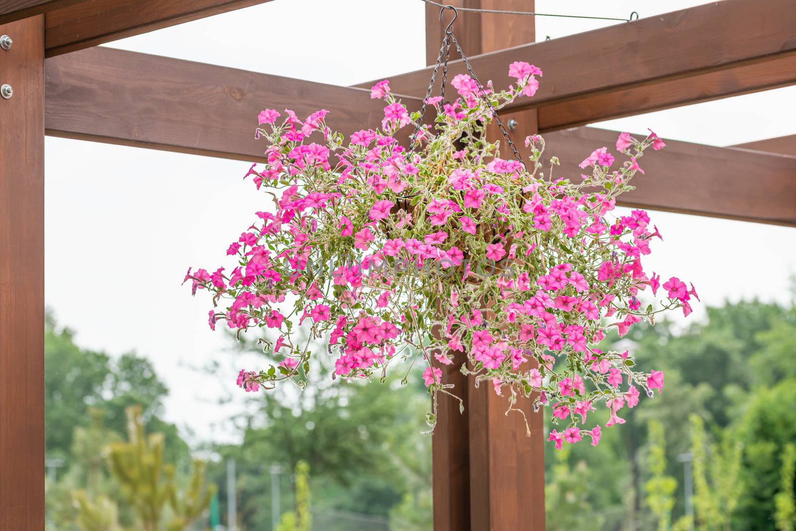 Hanging garden of pink petunia roses in the Natalka park of Kiev, Ukraine, under a warm spring sun. The flowers are placed in baskets suspended from a wooden structure of the "pergola" type