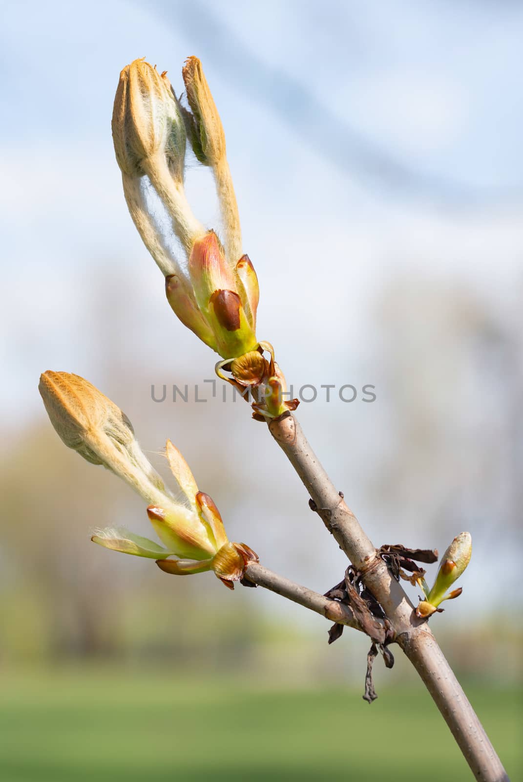 Macro of a horse-chestnut (aesculus hippocastanum) sprout under the warm spring sun