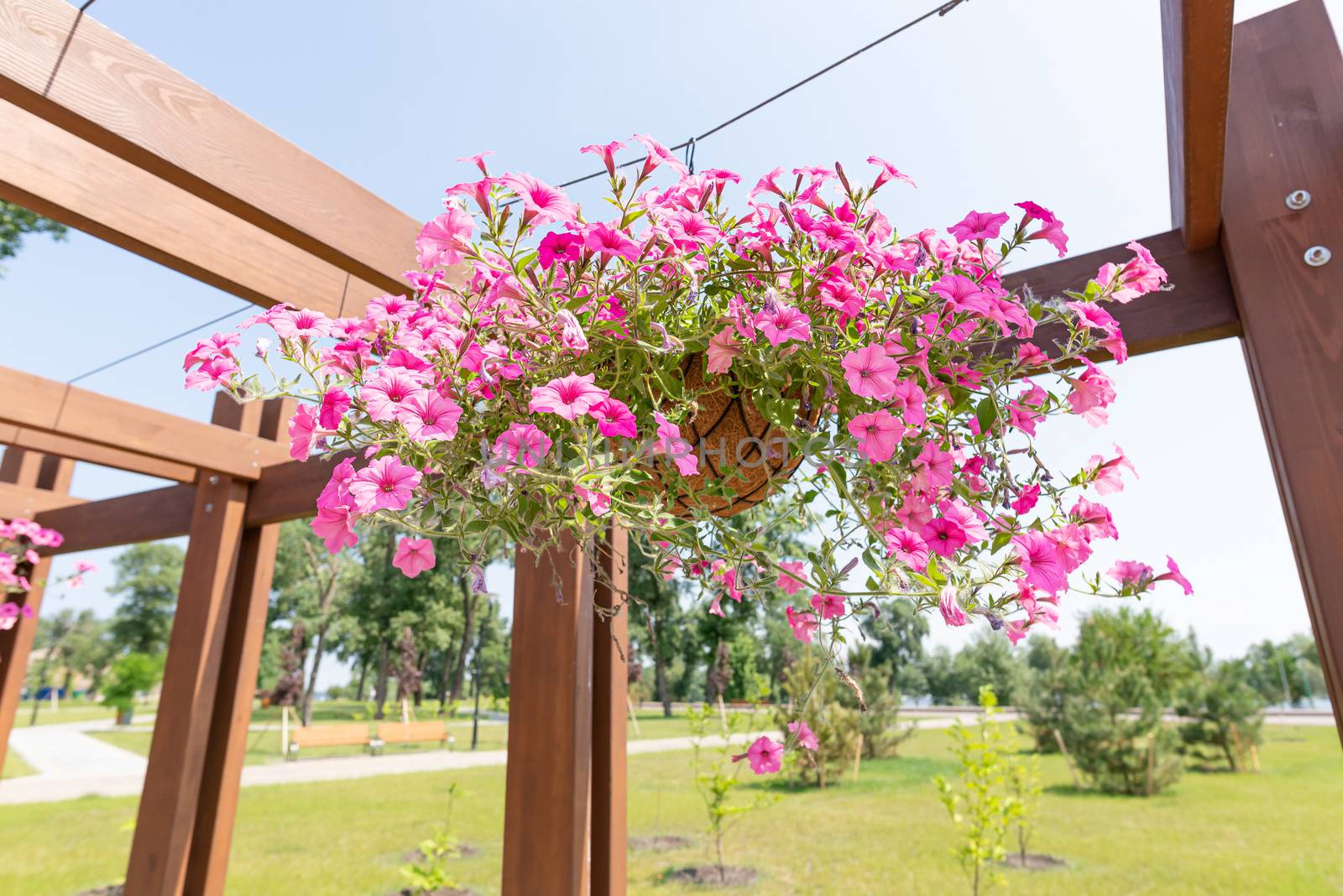 Hanging garden of pink petunia roses in the Natalka park of Kiev, Ukraine, under a warm spring sun. The flowers are placed in baskets suspended from a wooden structure of the "pergola" type