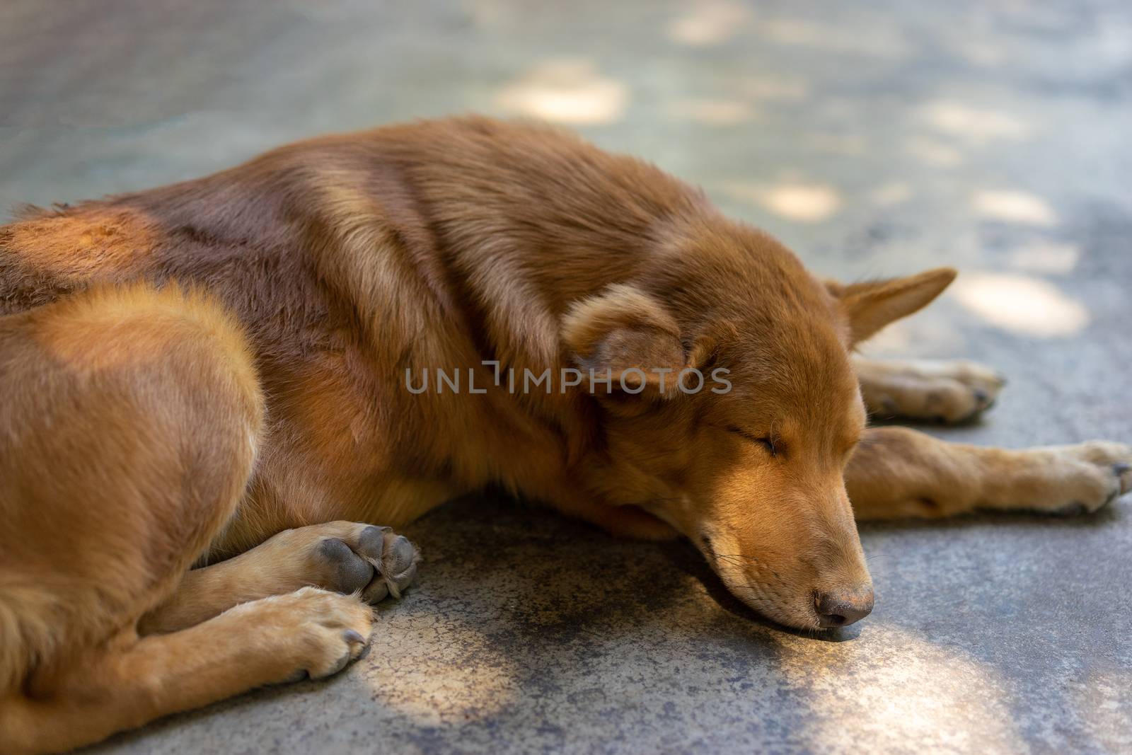 Dog is sleeping on the ground by domonite