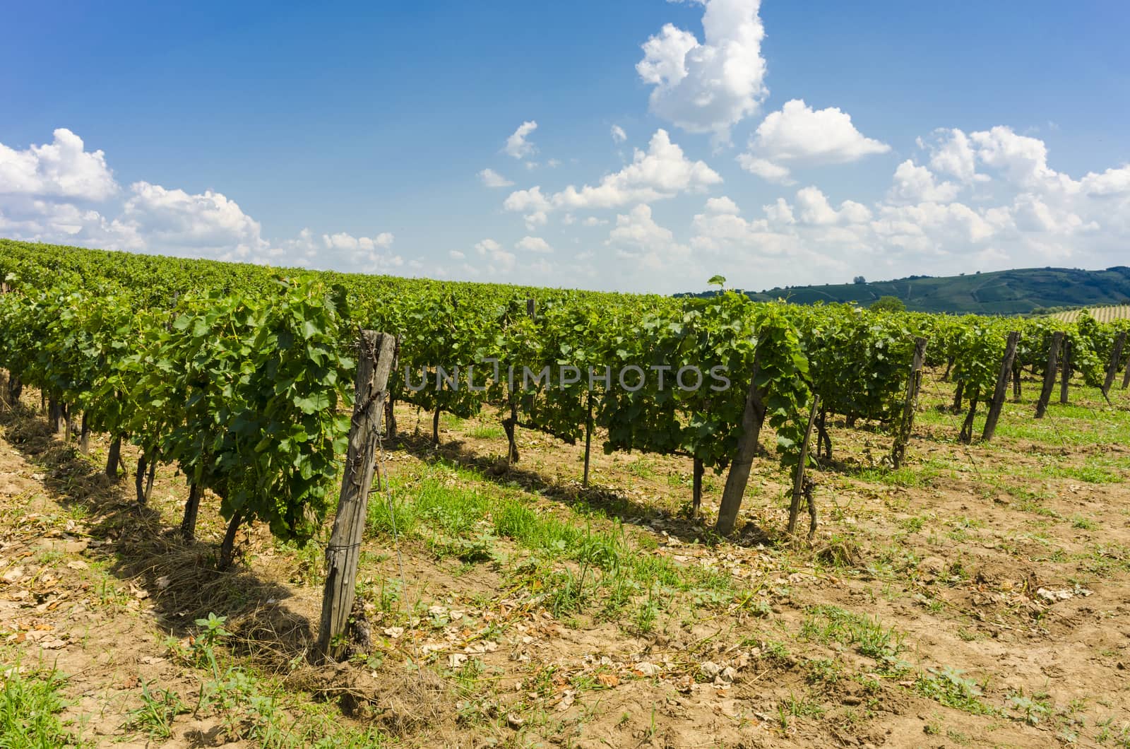 On of the many vineyards in Tokai, Hungary