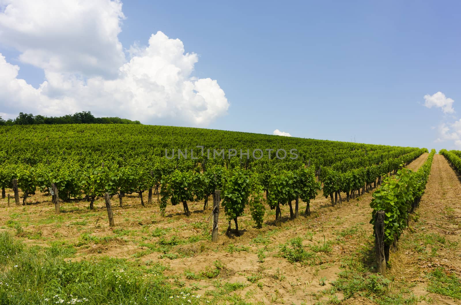 On of the many vineyards in Tokai, Hungary