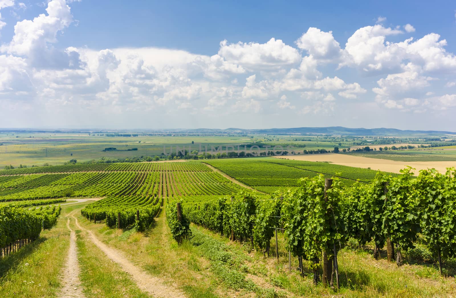 On of the many vineyards in Tokai, Hungary