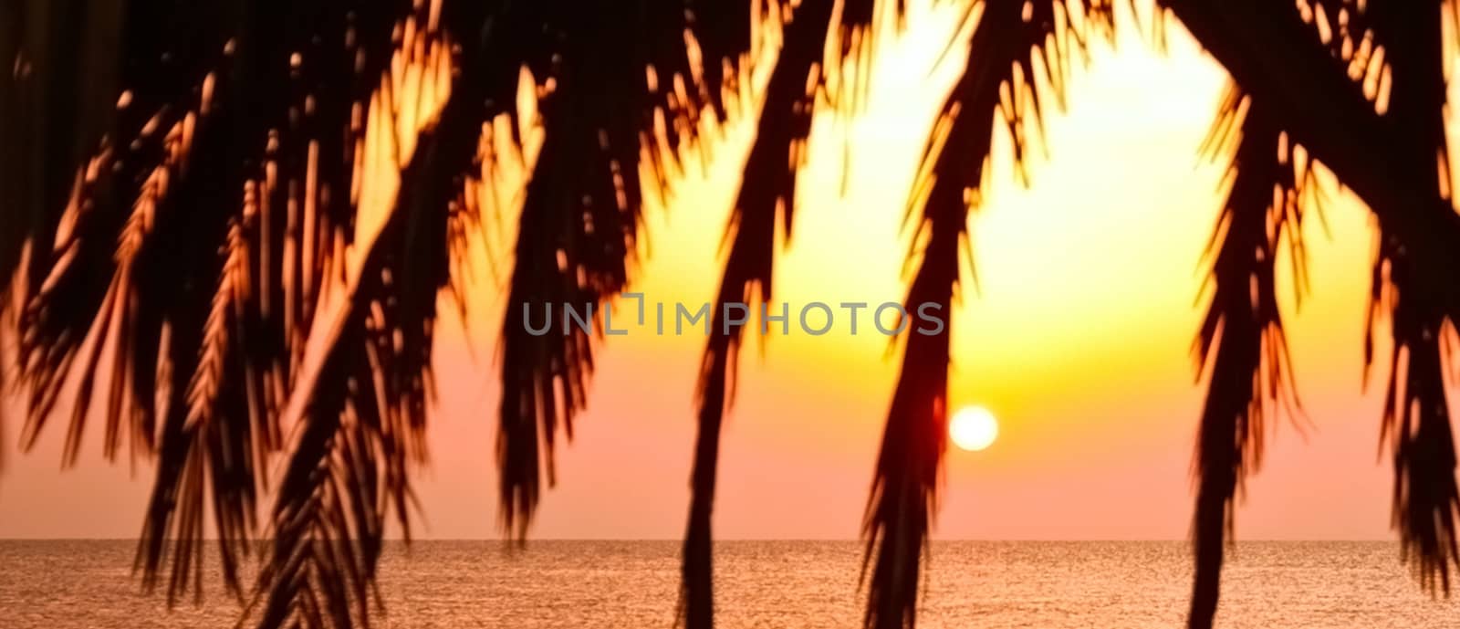 Sunrise on the beach in summertime, palm tree and sun over horizon, holiday travel and beautiful nature by Anneleven