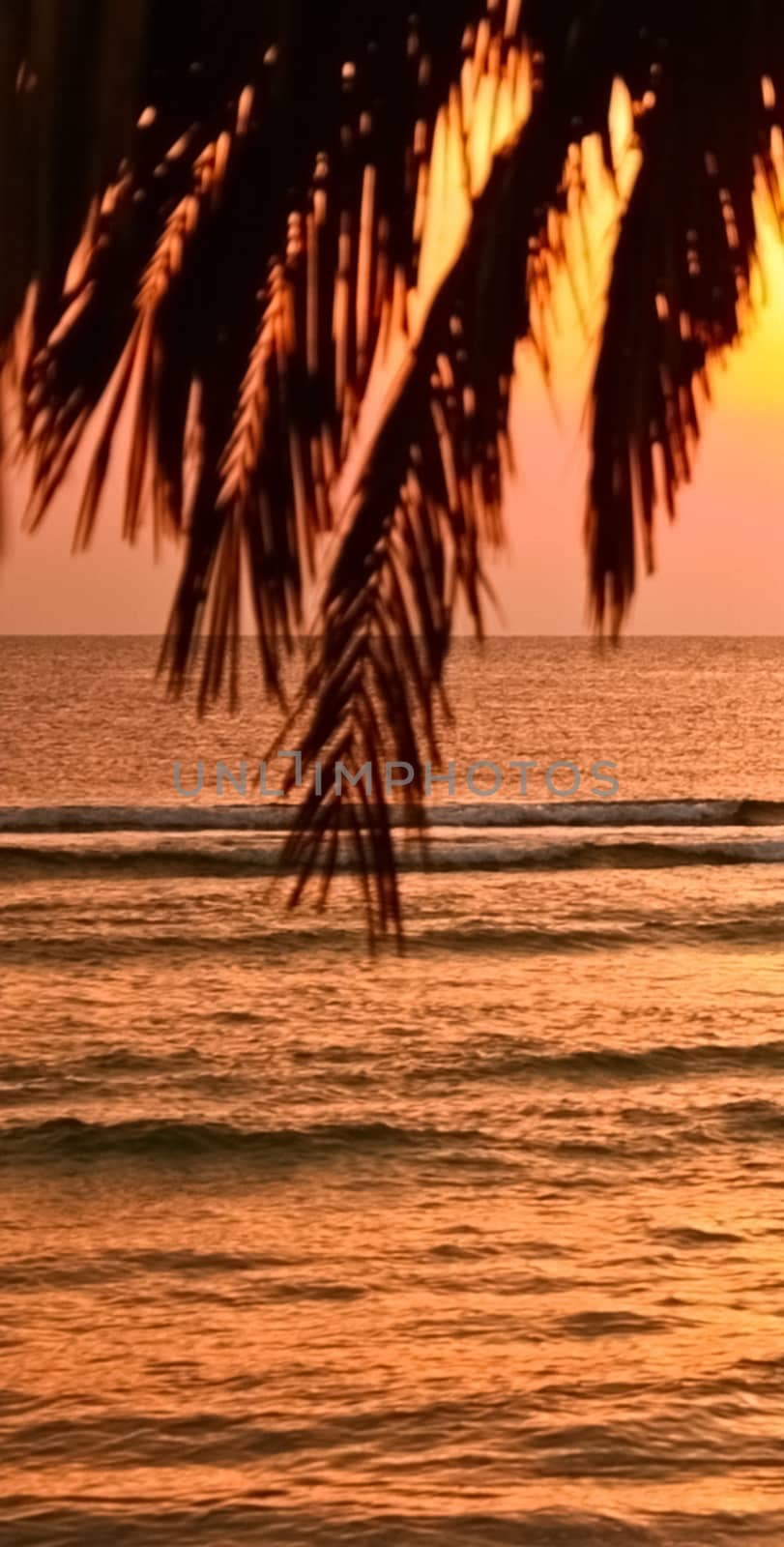 Sunrise on the beach in summertime, palm tree and sun over horizon, holiday travel and beautiful nature concept