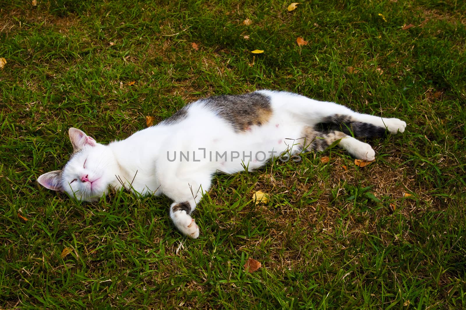 white gray cat lying in the grass