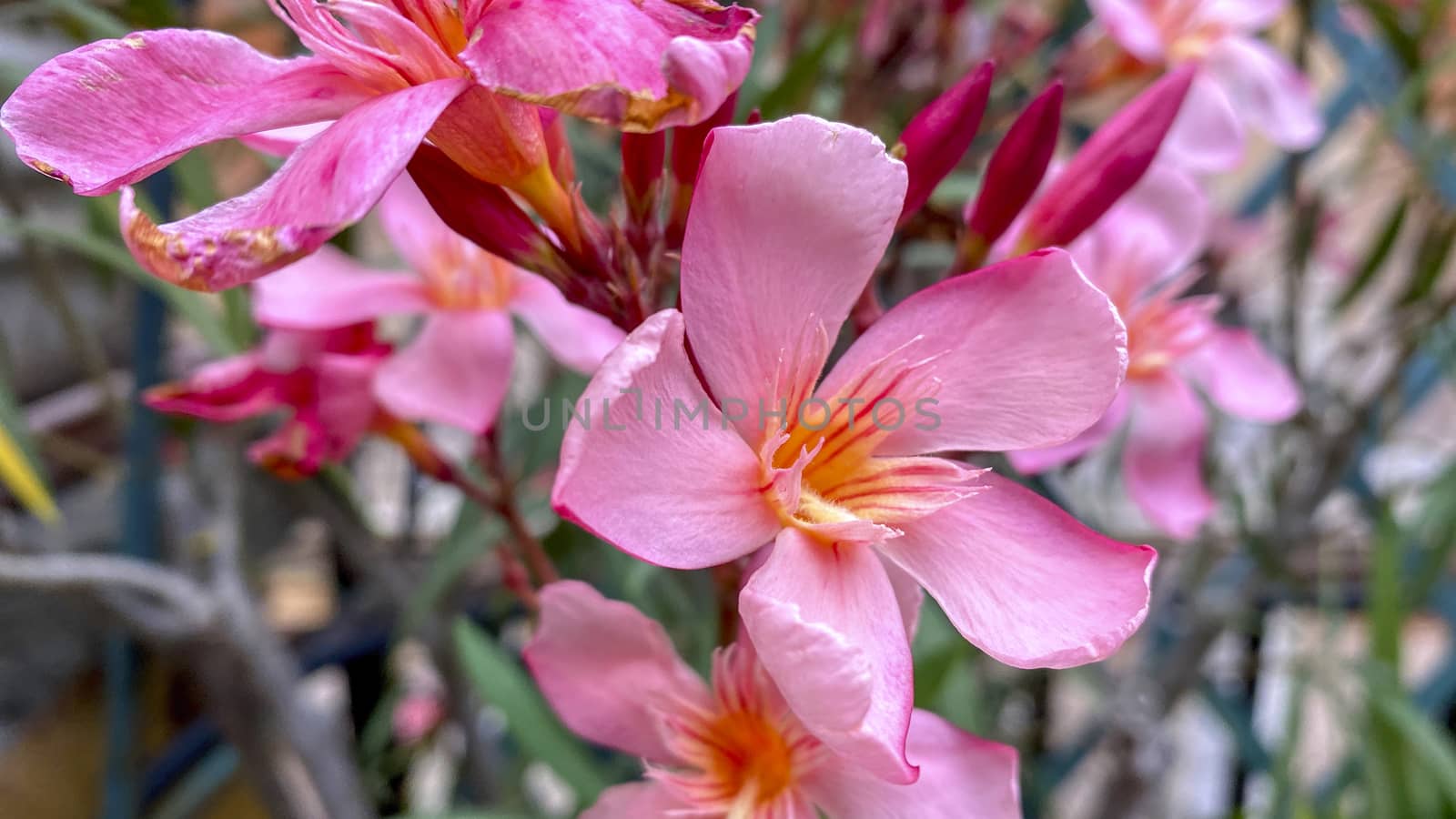 close-up view of the pink flower of an oleander plant