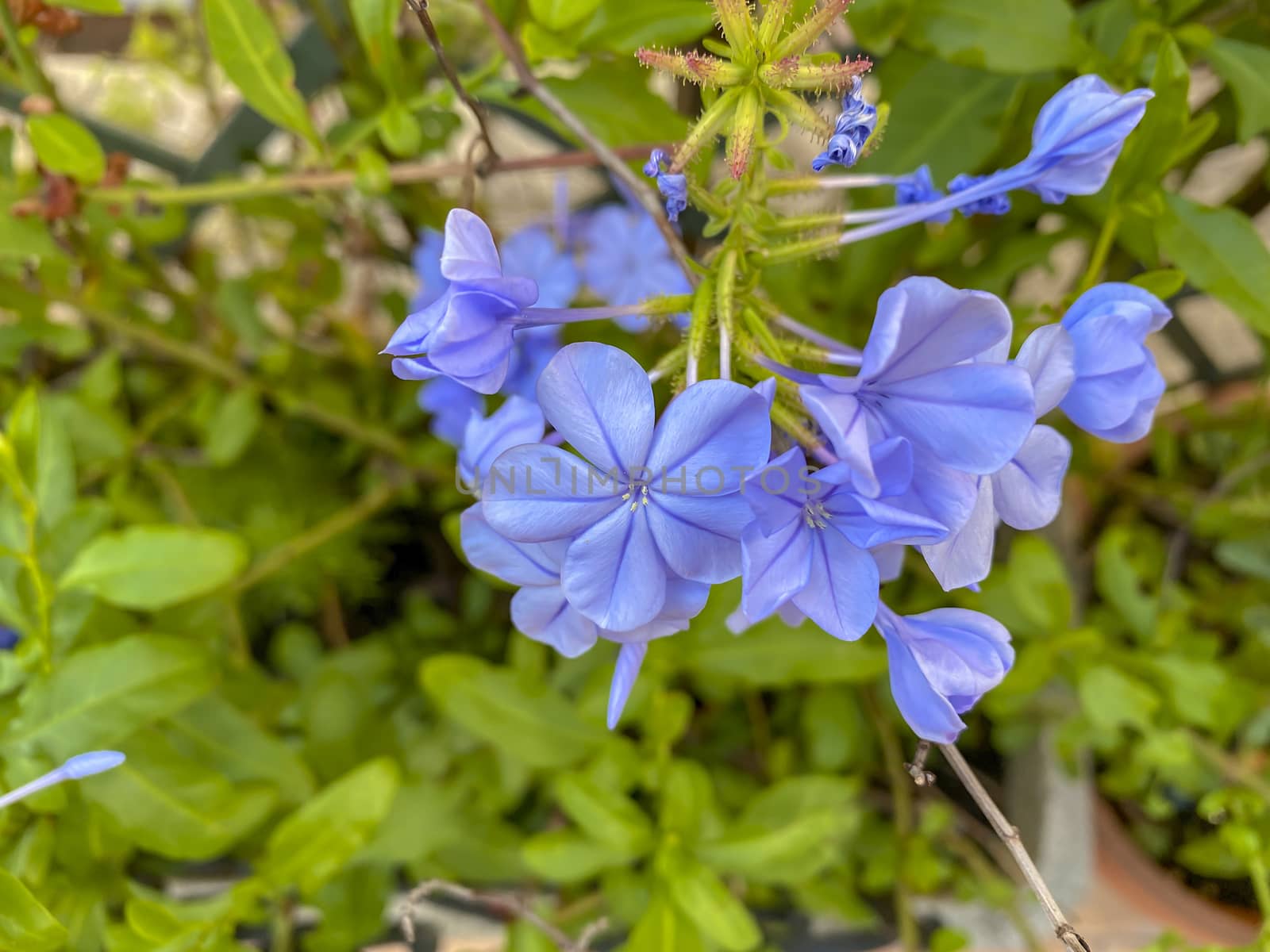 Close up of a Plumbago flower. Garden and botanical concept. Nature in summer