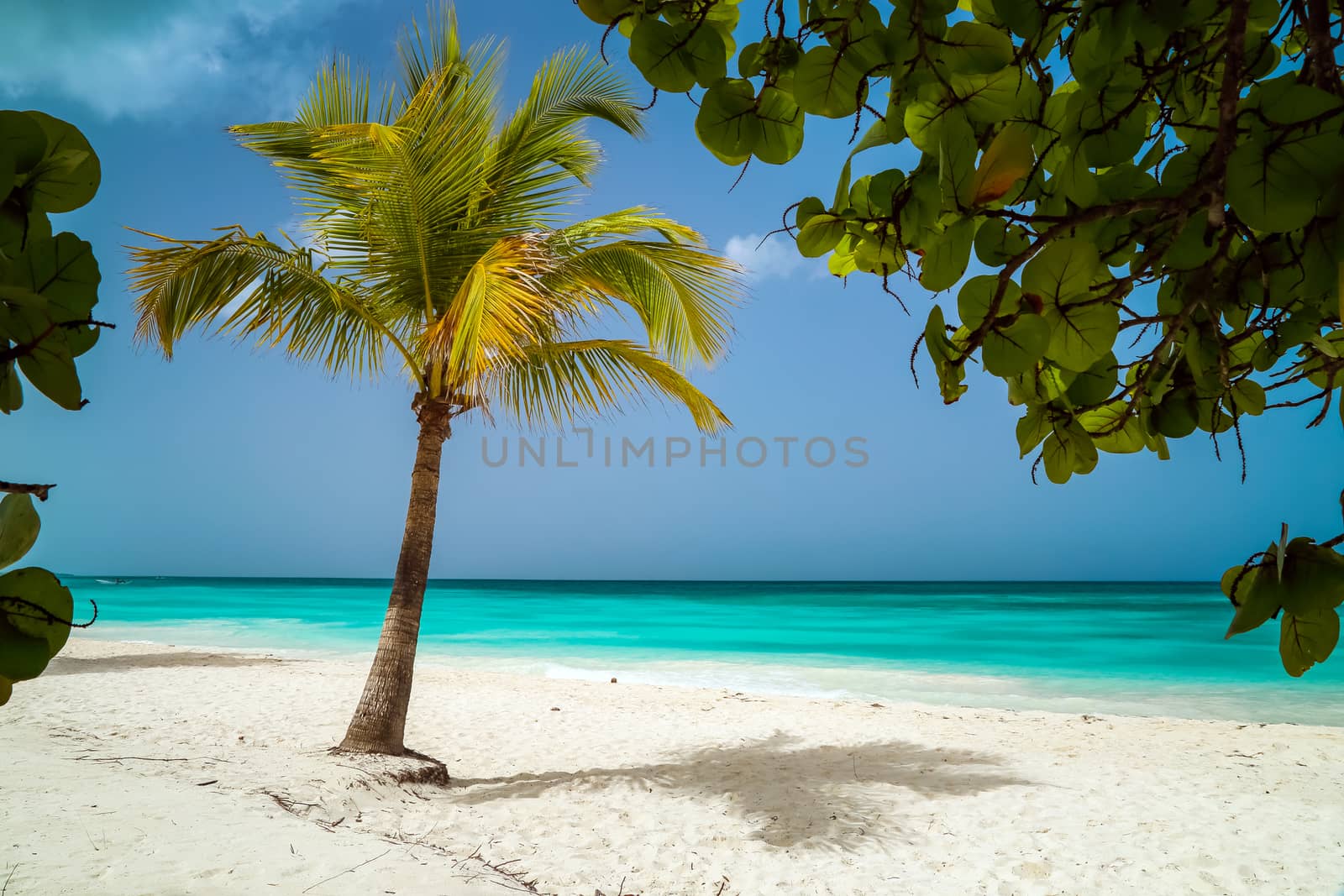 View of the palm tree through the natural framing of leaves. Beautiful caribbean beach on Saona island. Tropical beach background, white sand, azure water and palm tree branches over blue sky. Caribbean Sea coast, Dominican republic, Saona island.